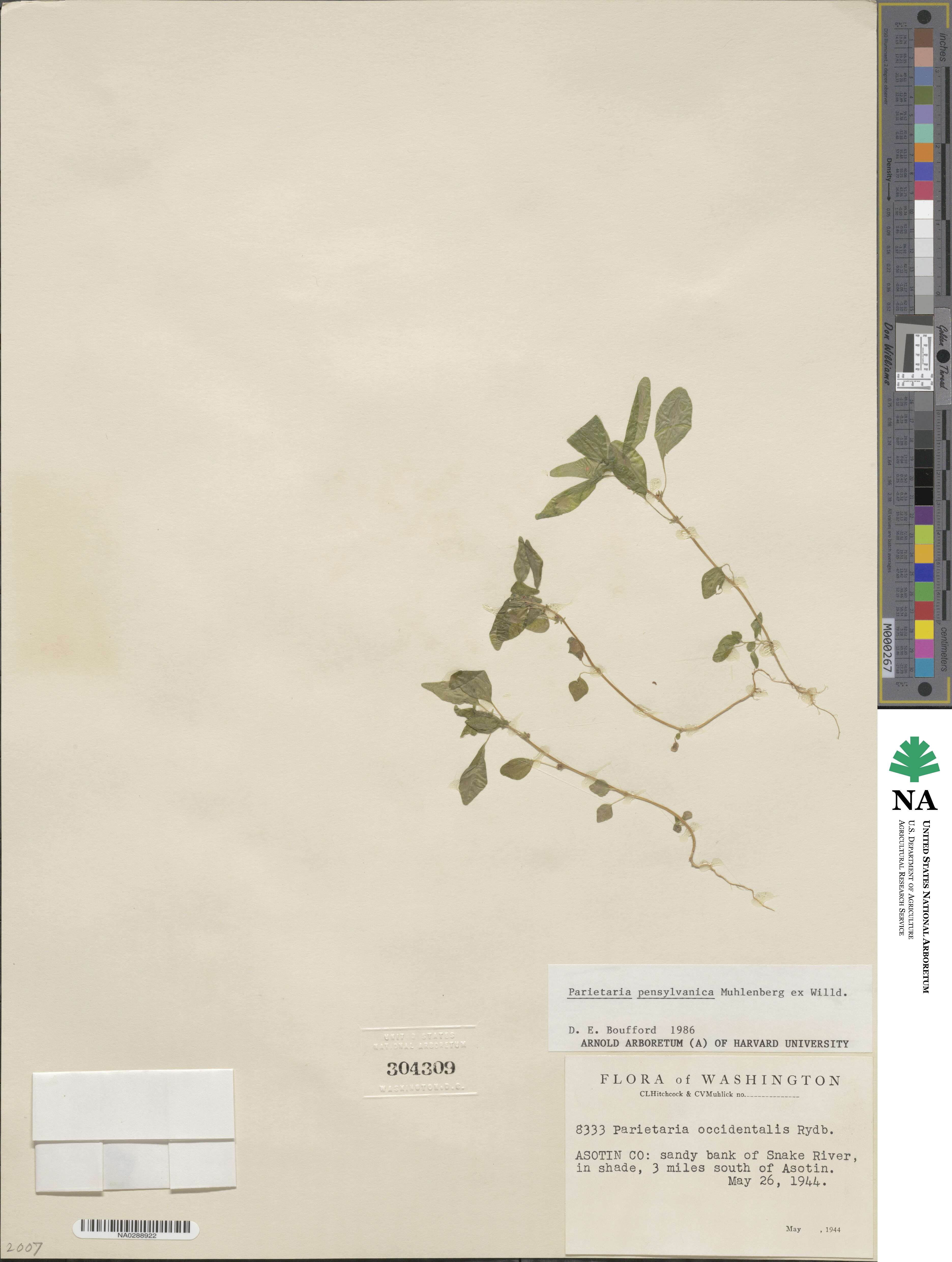 Parietaria pensylvanica image