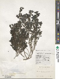 Parietaria praetermissa image