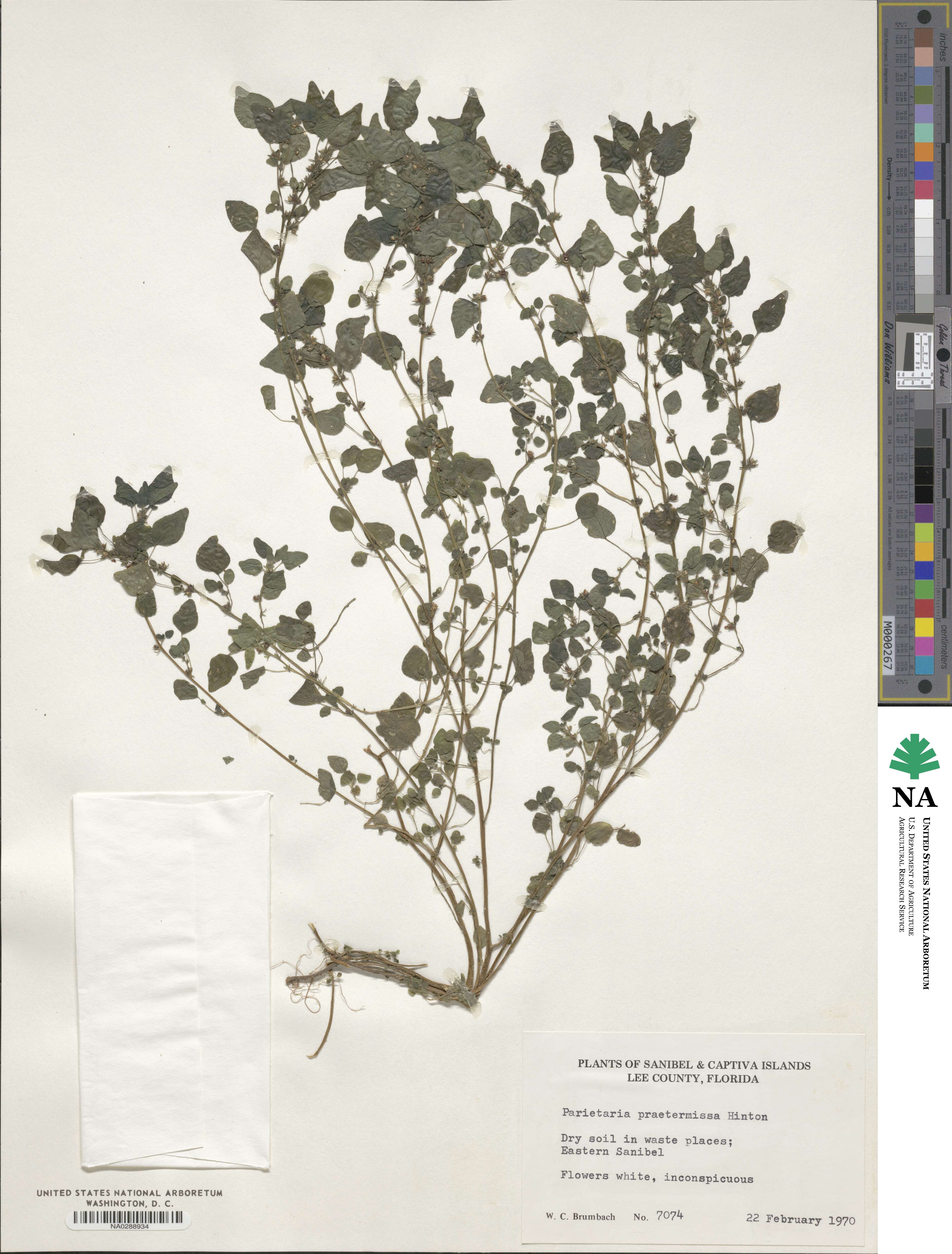 Parietaria image