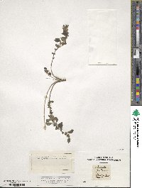 Parietaria judaica subsp. judaica image