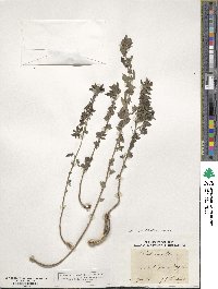 Parietaria judaica subsp. judaica image