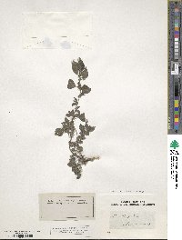 Parietaria judaica subsp. judaica image