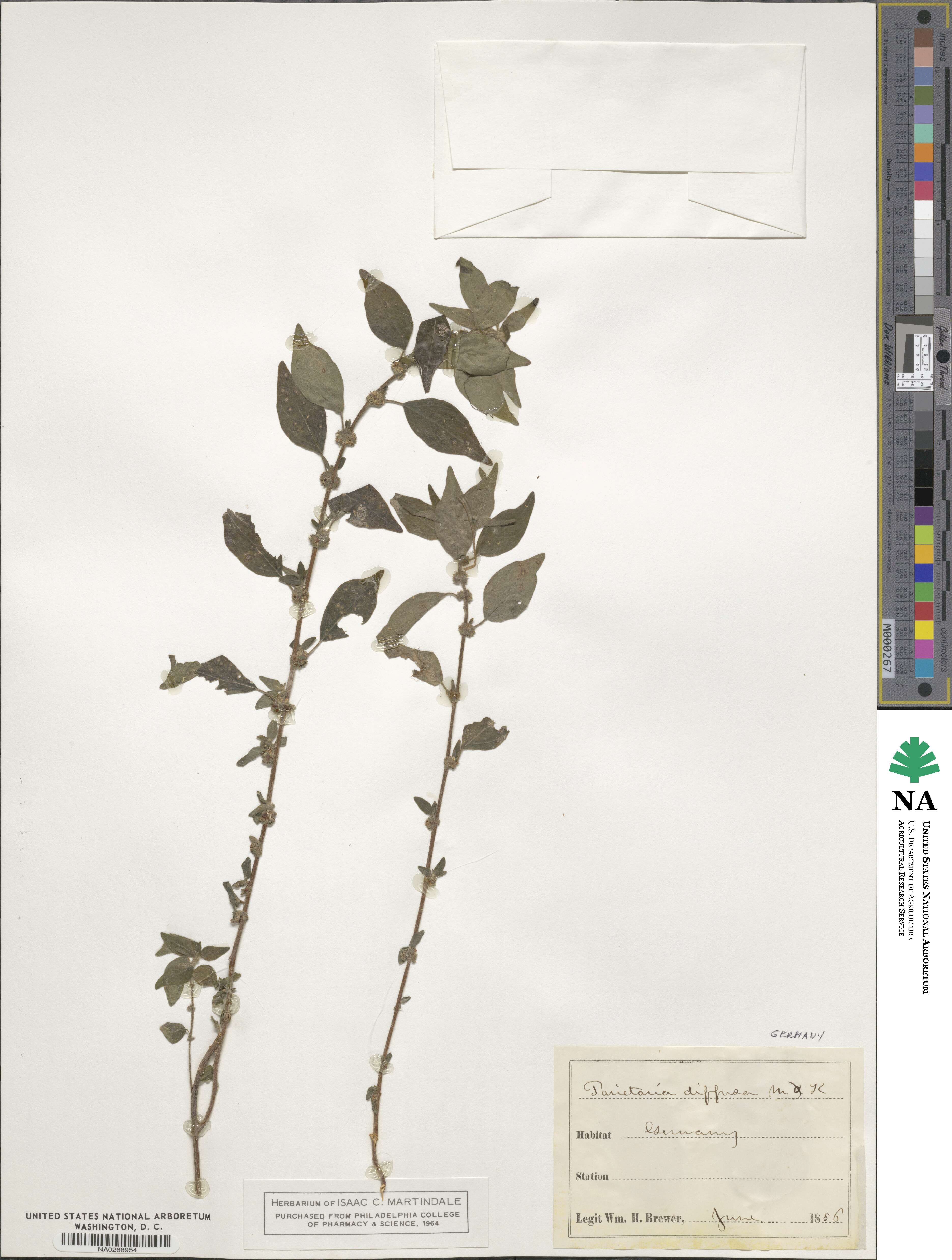 Parietaria judaica image