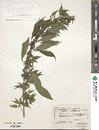 Parietaria officinalis image