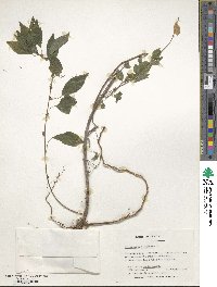 Parietaria officinalis image