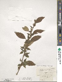 Parietaria officinalis image