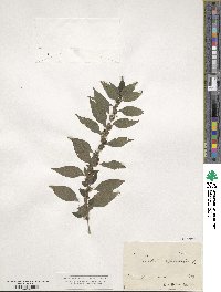 Parietaria officinalis image