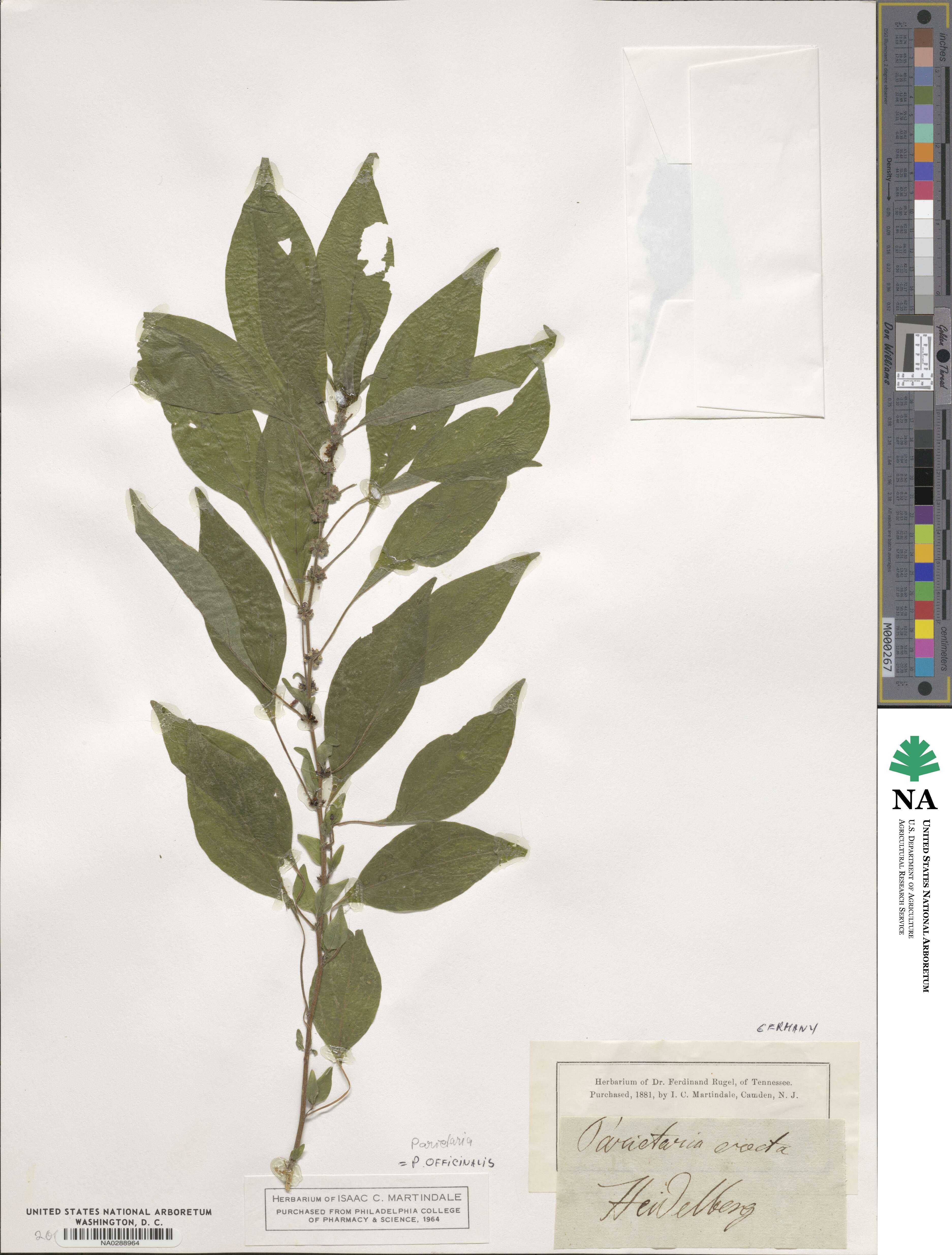 Urticaceae image
