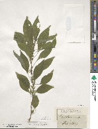 Parietaria officinalis image