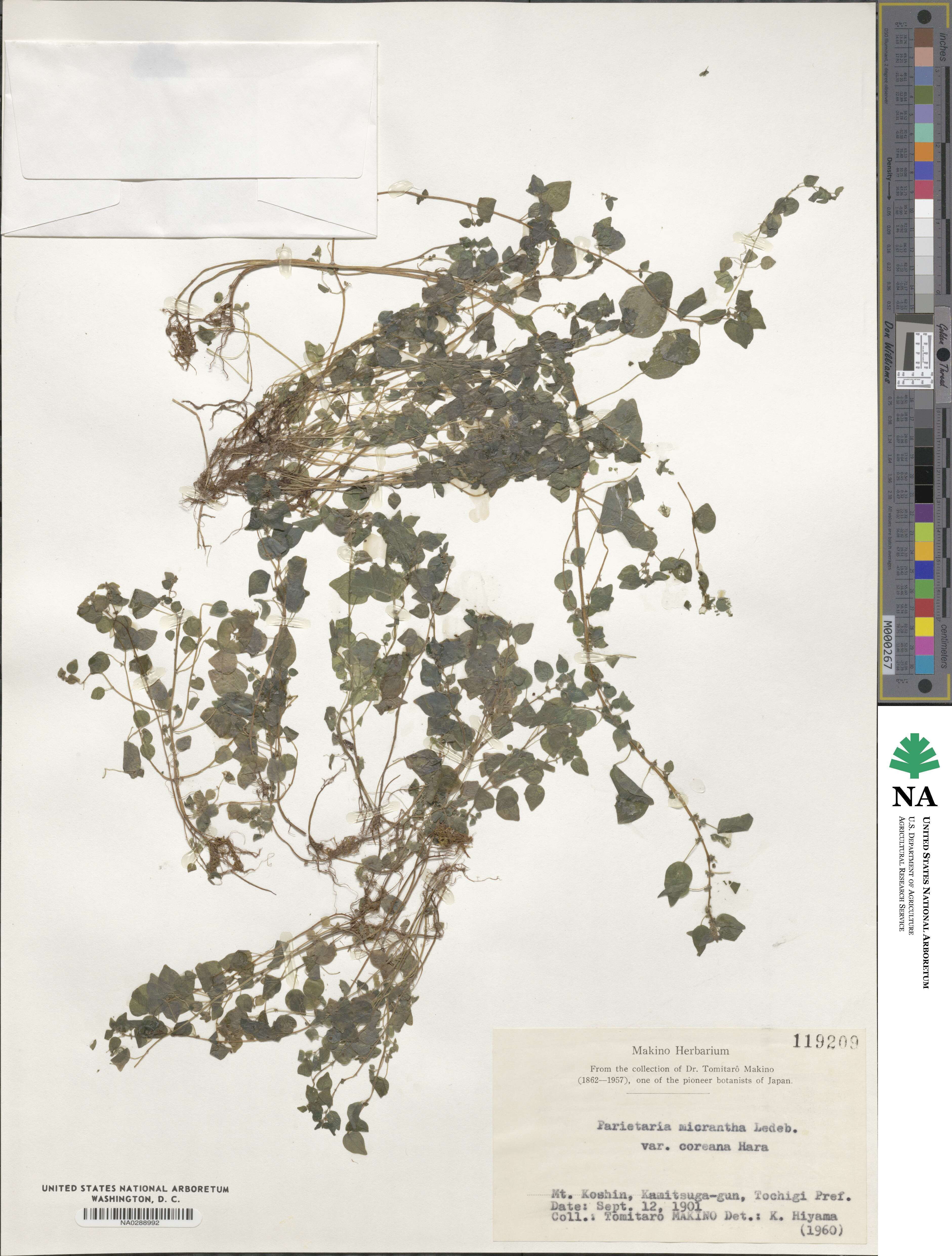 Parietaria micrantha image