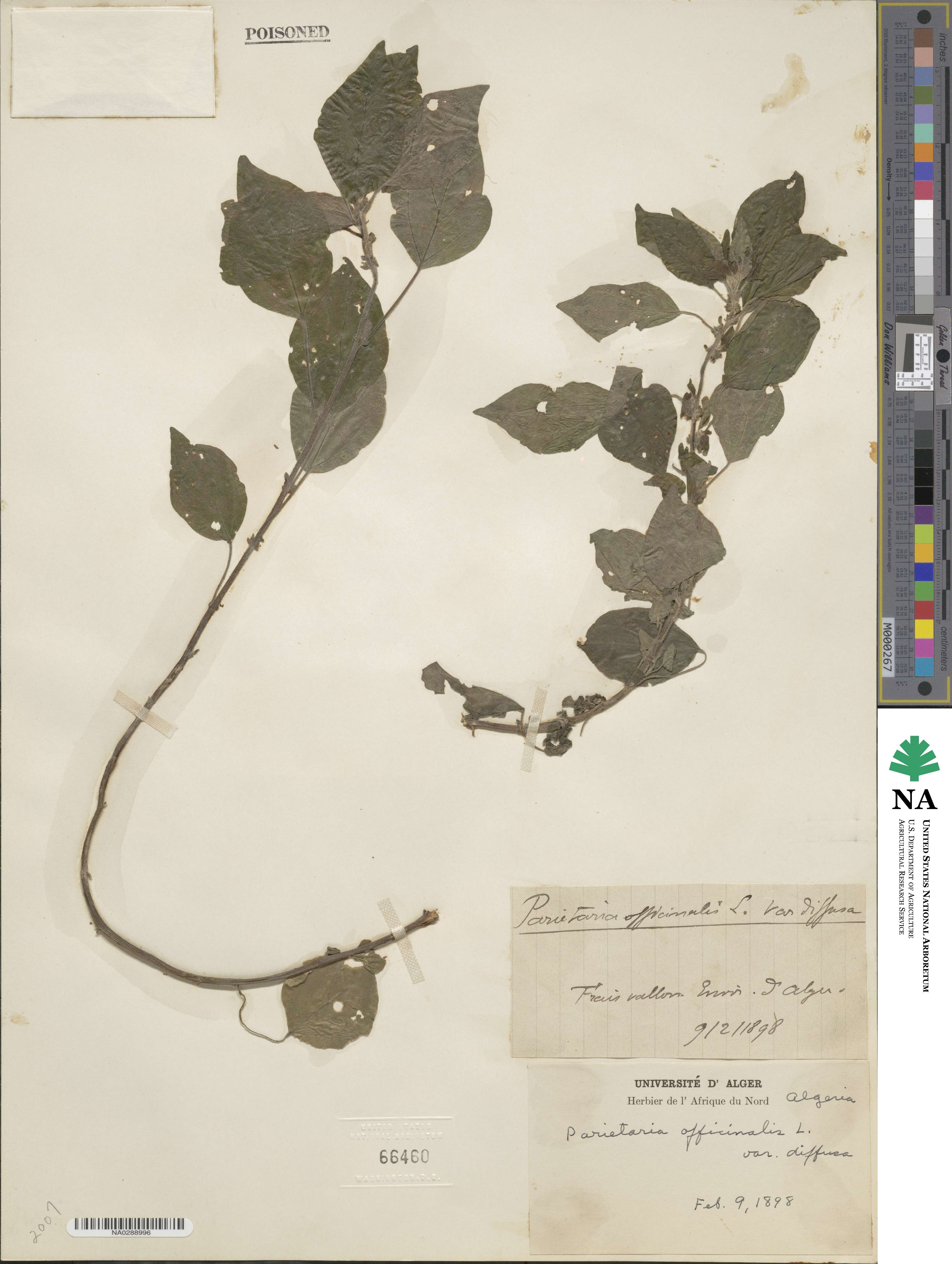 Parietaria judaica subsp. judaica image