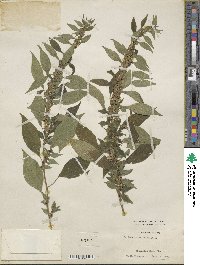 Parietaria officinalis image