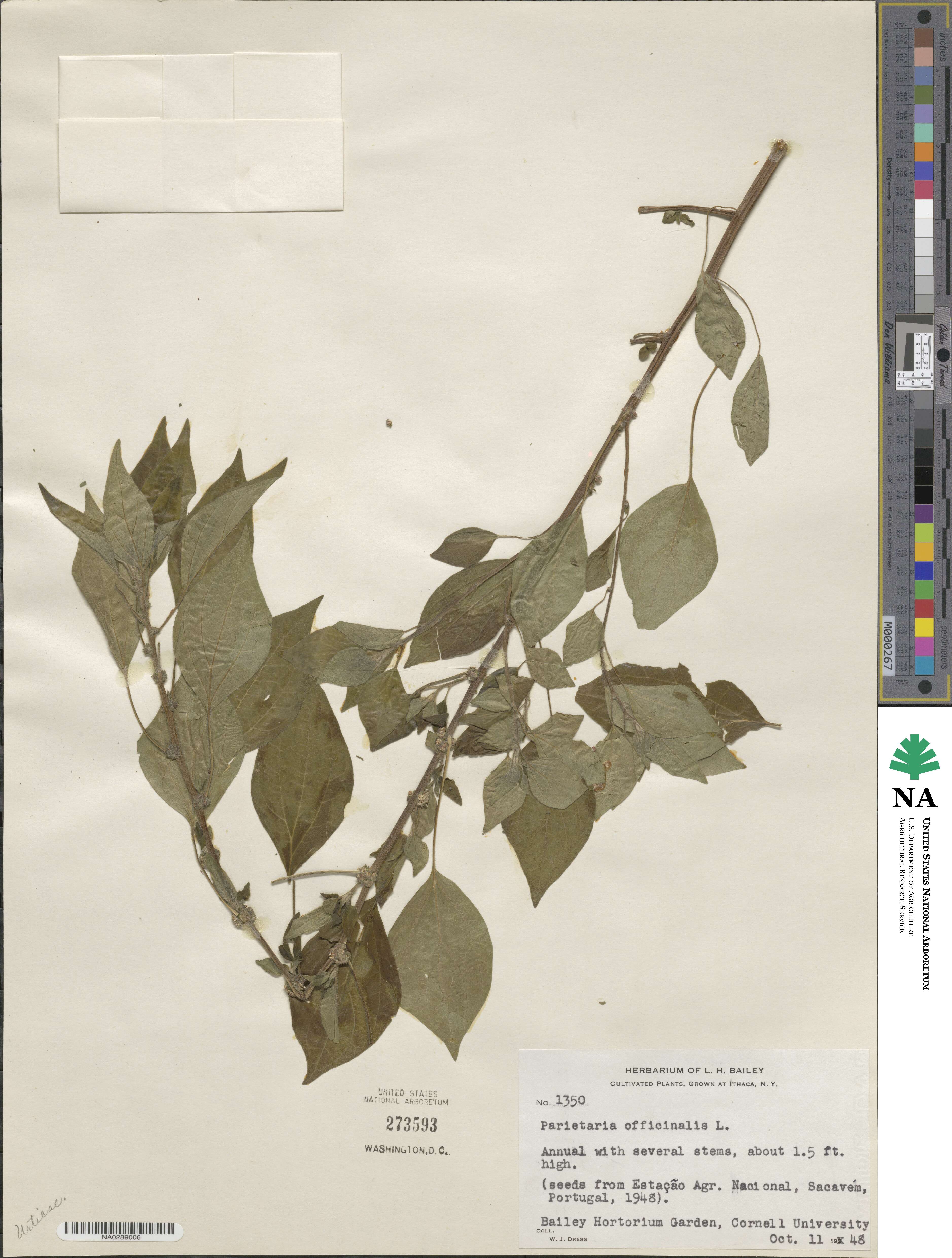 Parietaria officinalis image