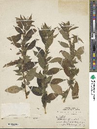 Parietaria officinalis image