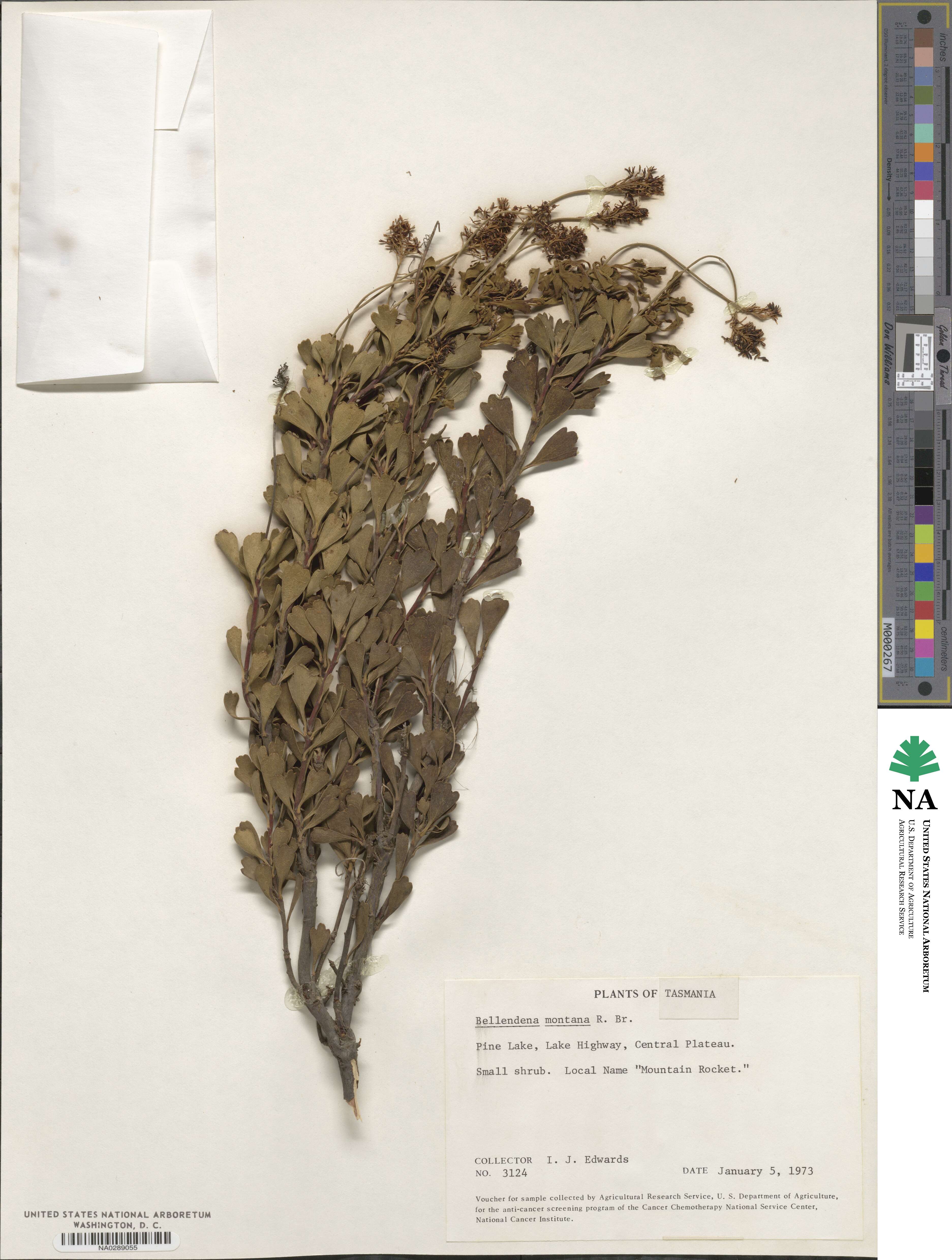 Bellendena montana image