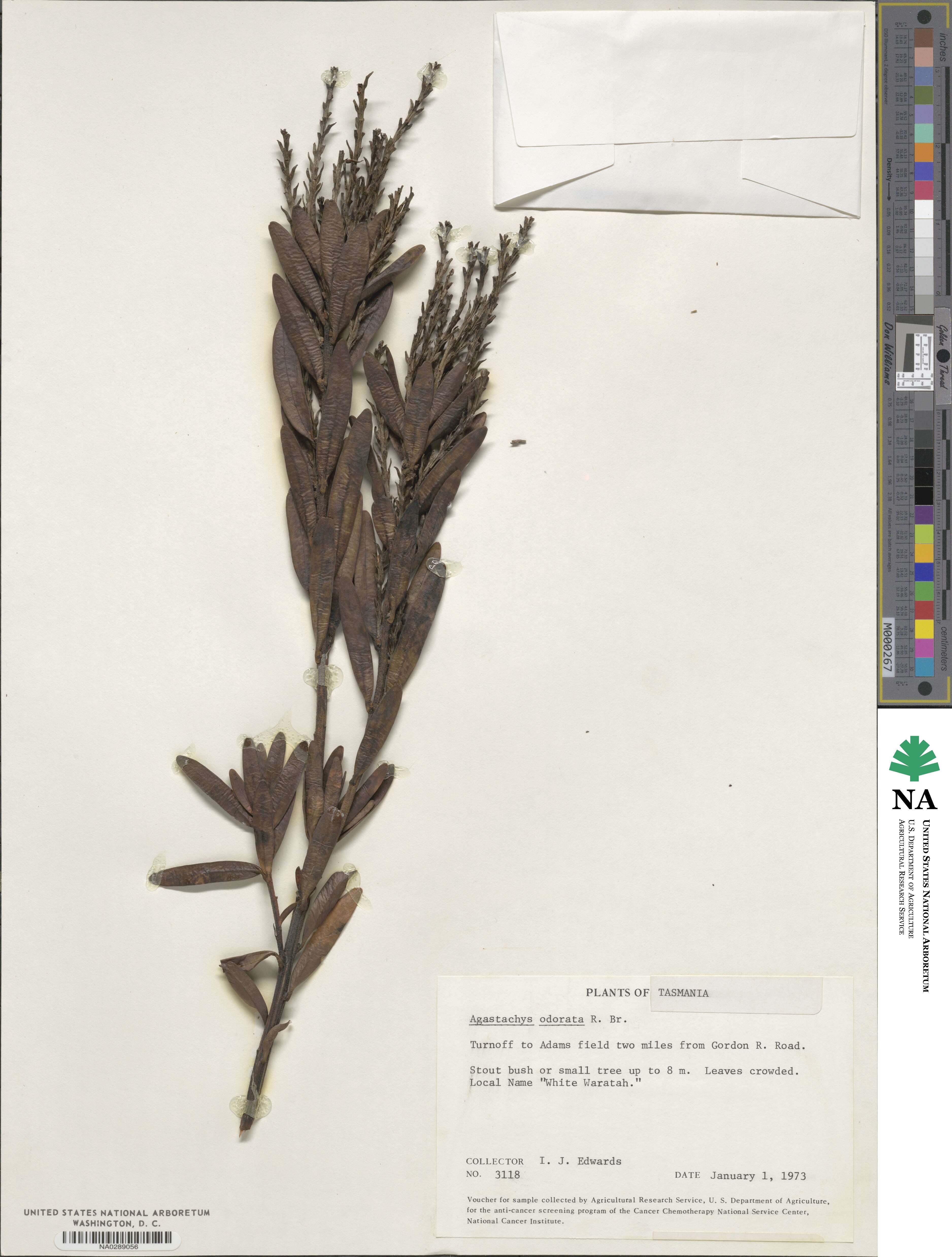 Agastachys odorata image