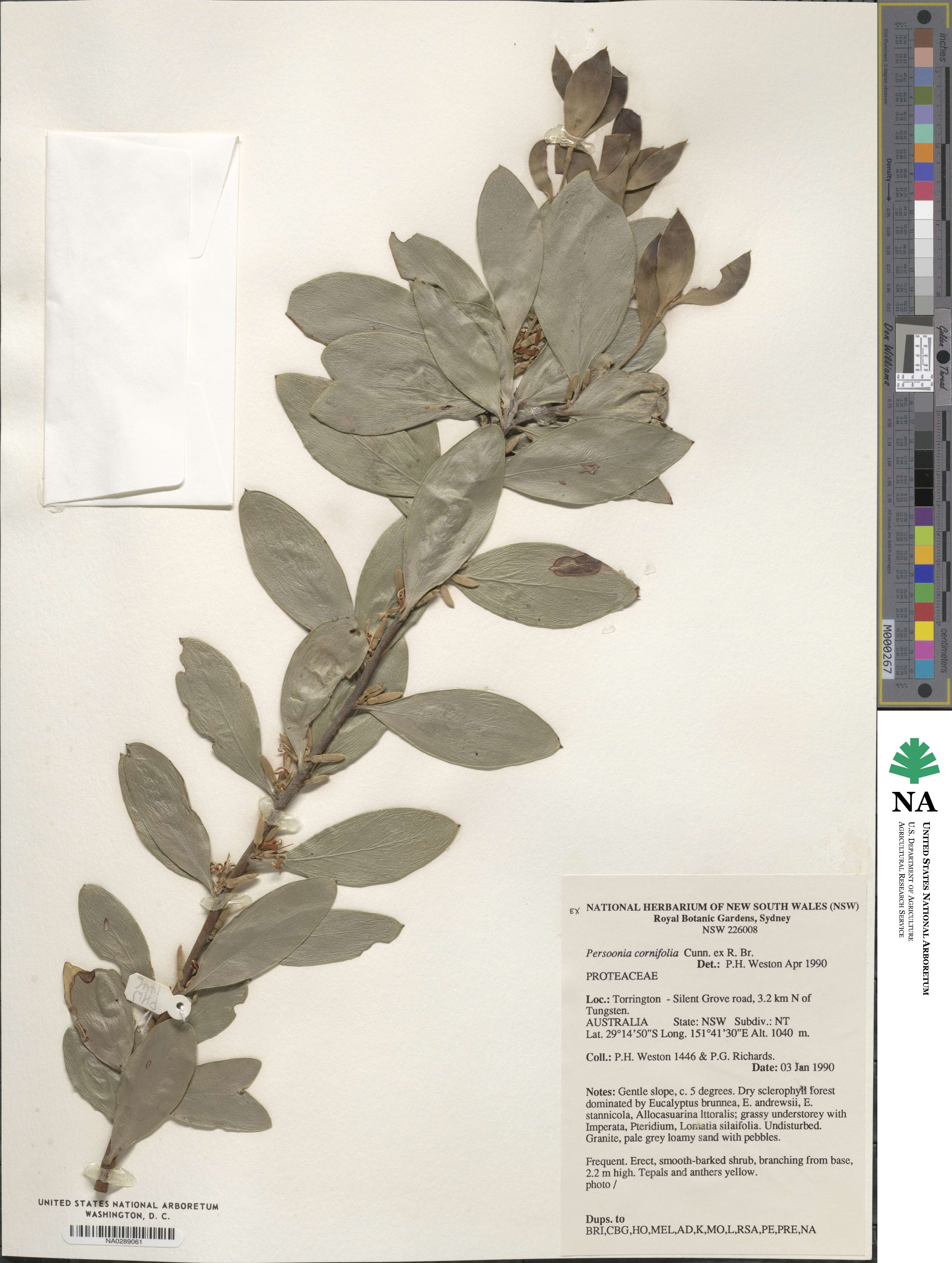 Persoonia cornifolia image
