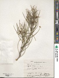 Image of Persoonia saundersiana