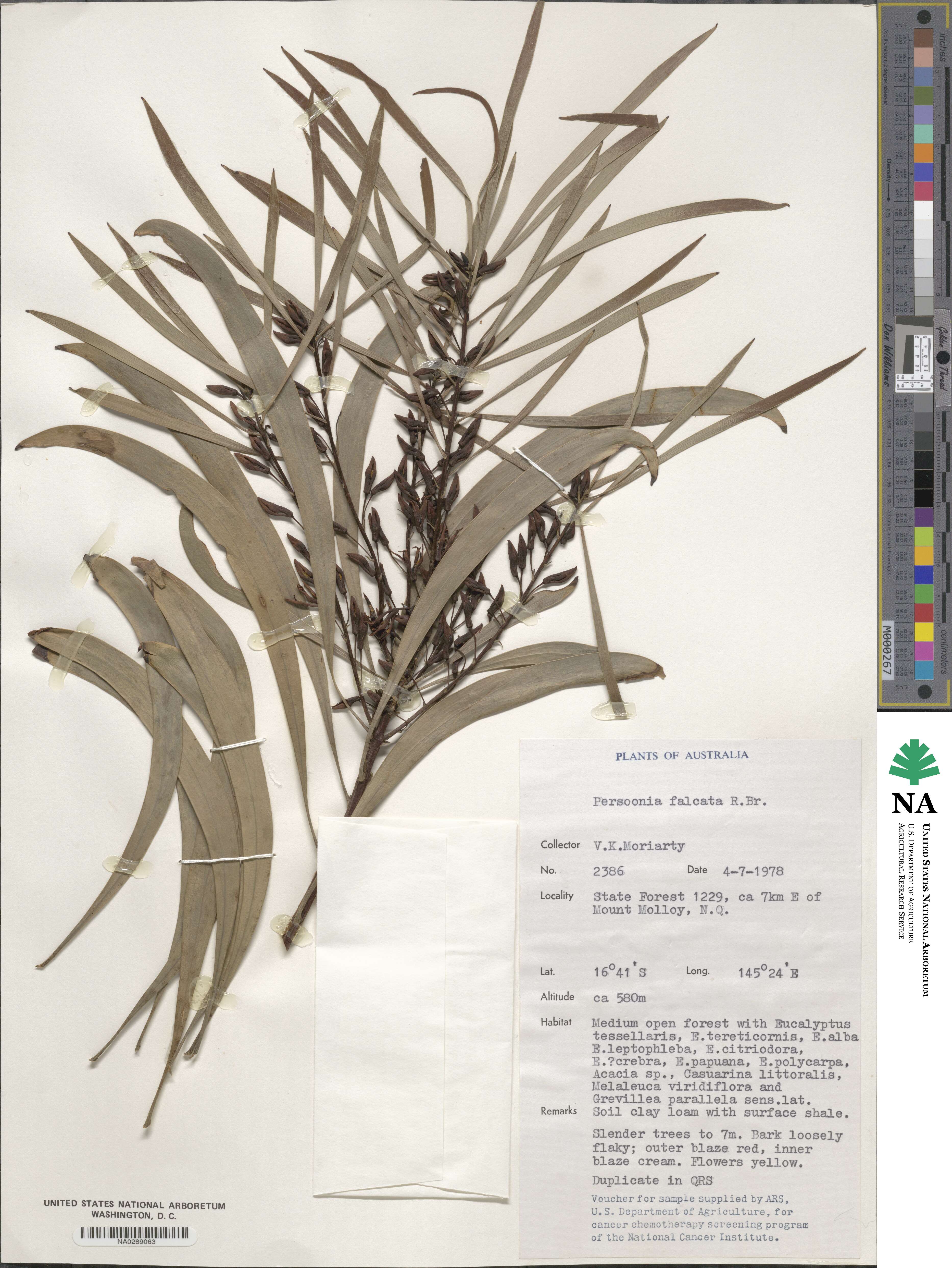 Persoonia falcata image