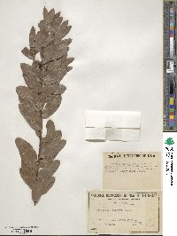 Image of Persoonia oblongata