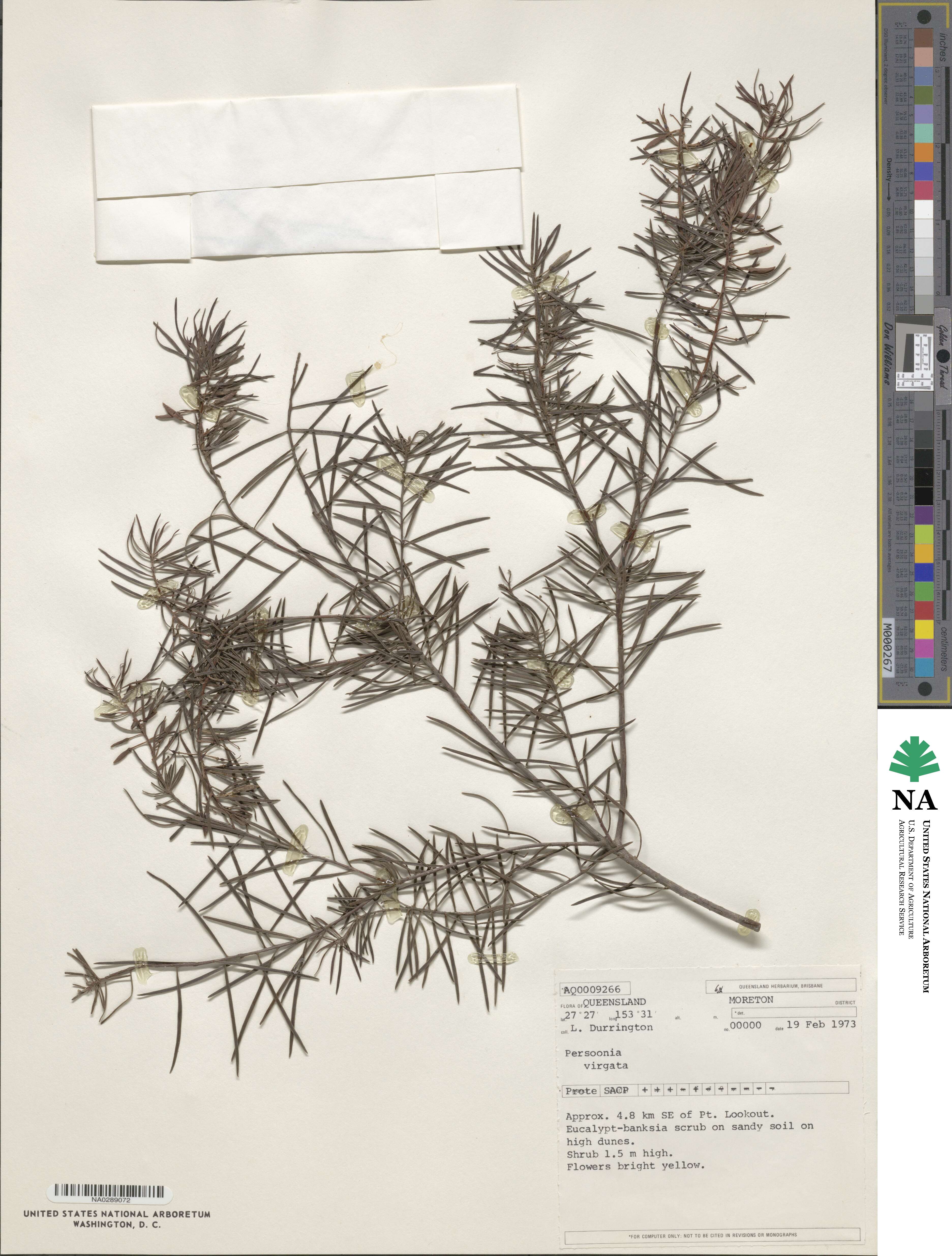 Persoonia image