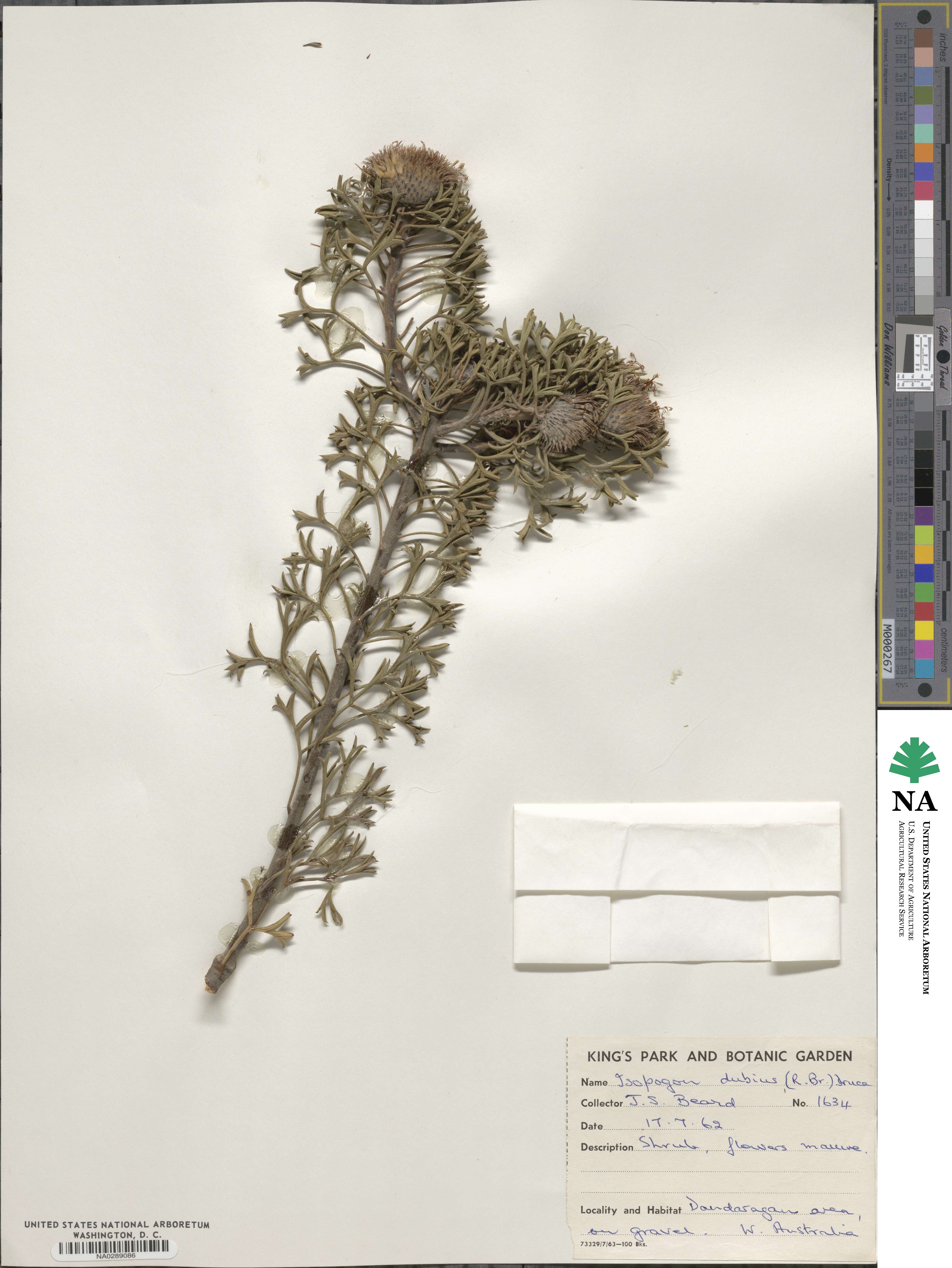 Isopogon dubius image