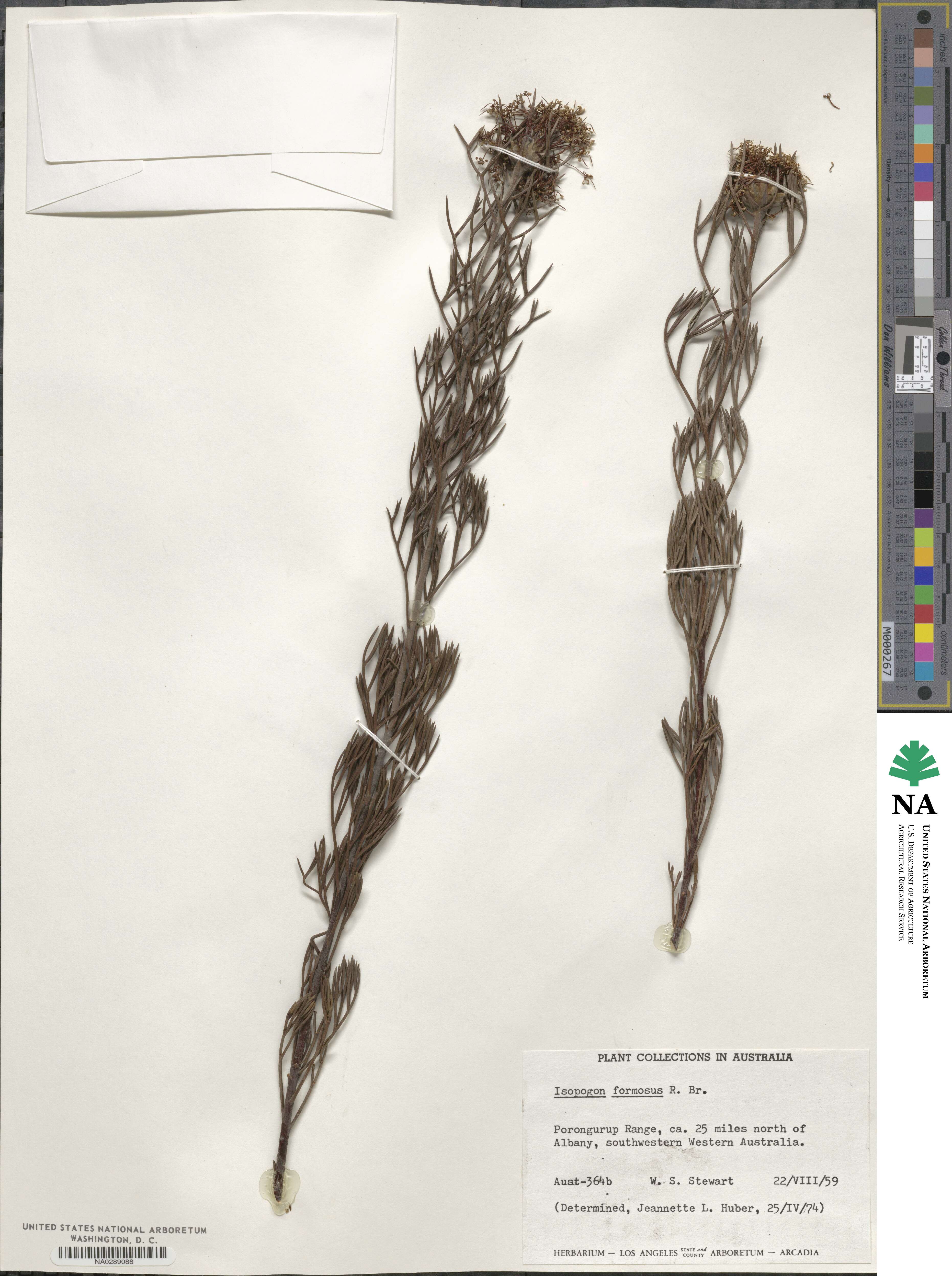 Isopogon image