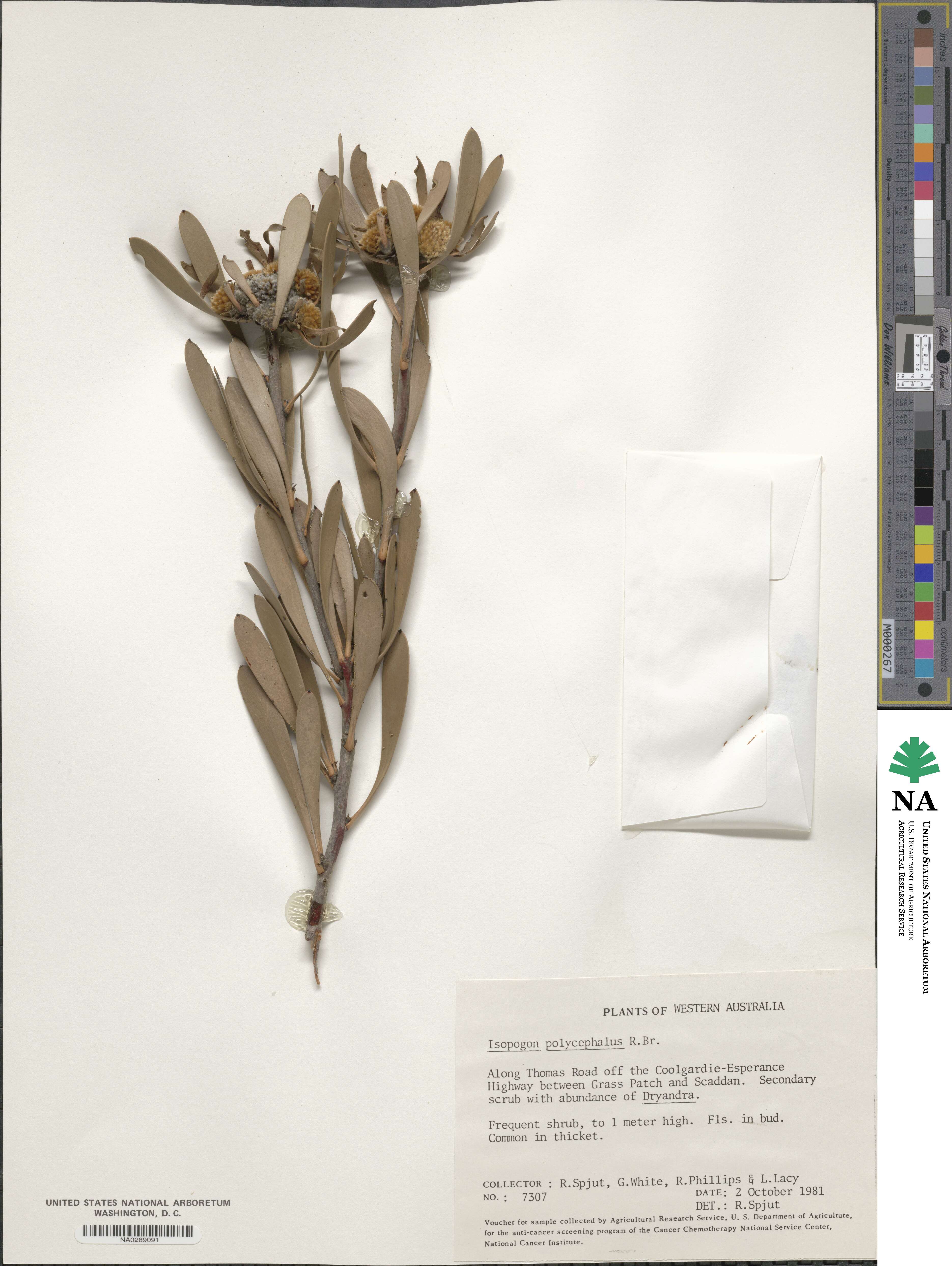 Isopogon polycephalus image