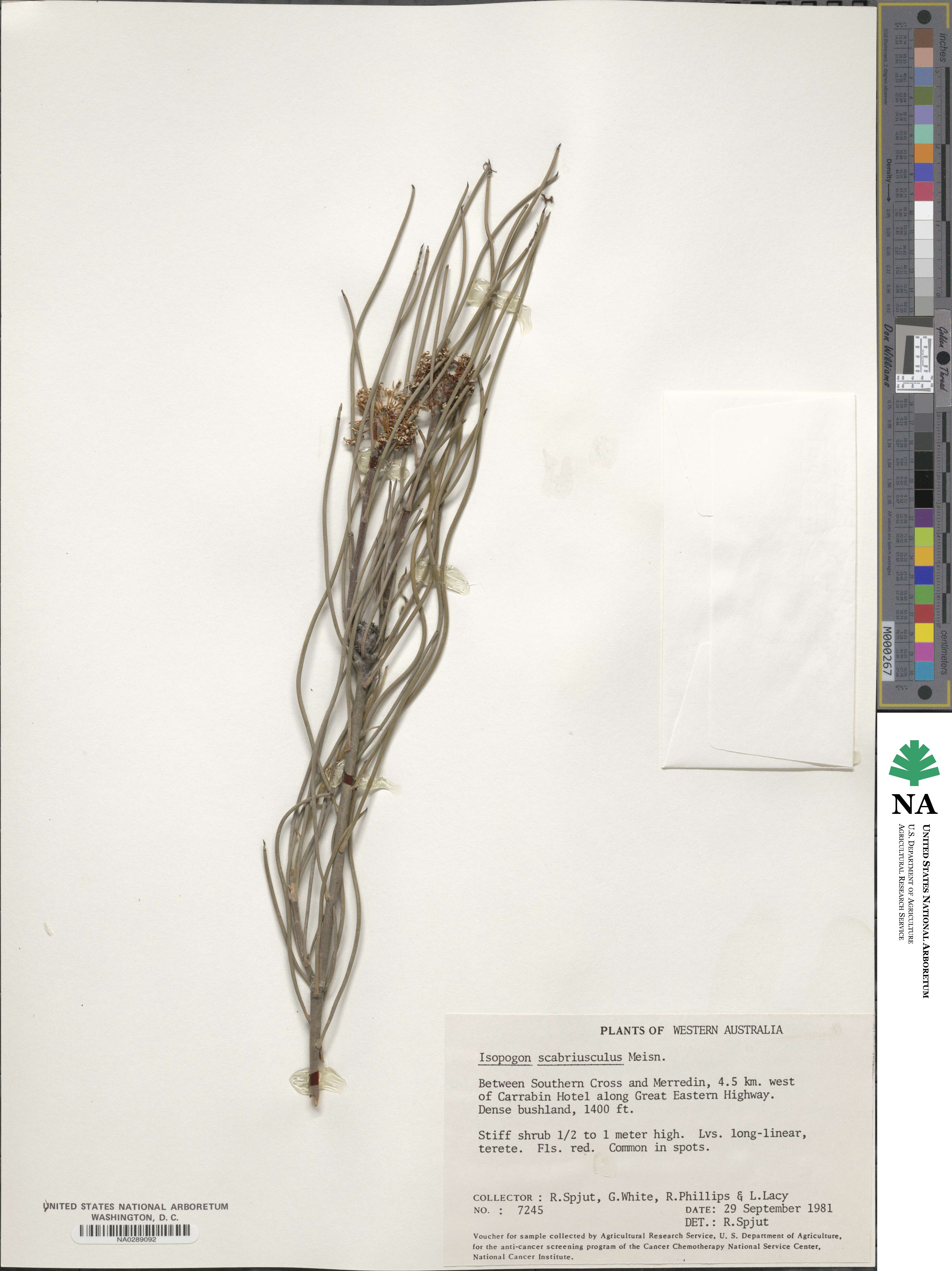 Isopogon image