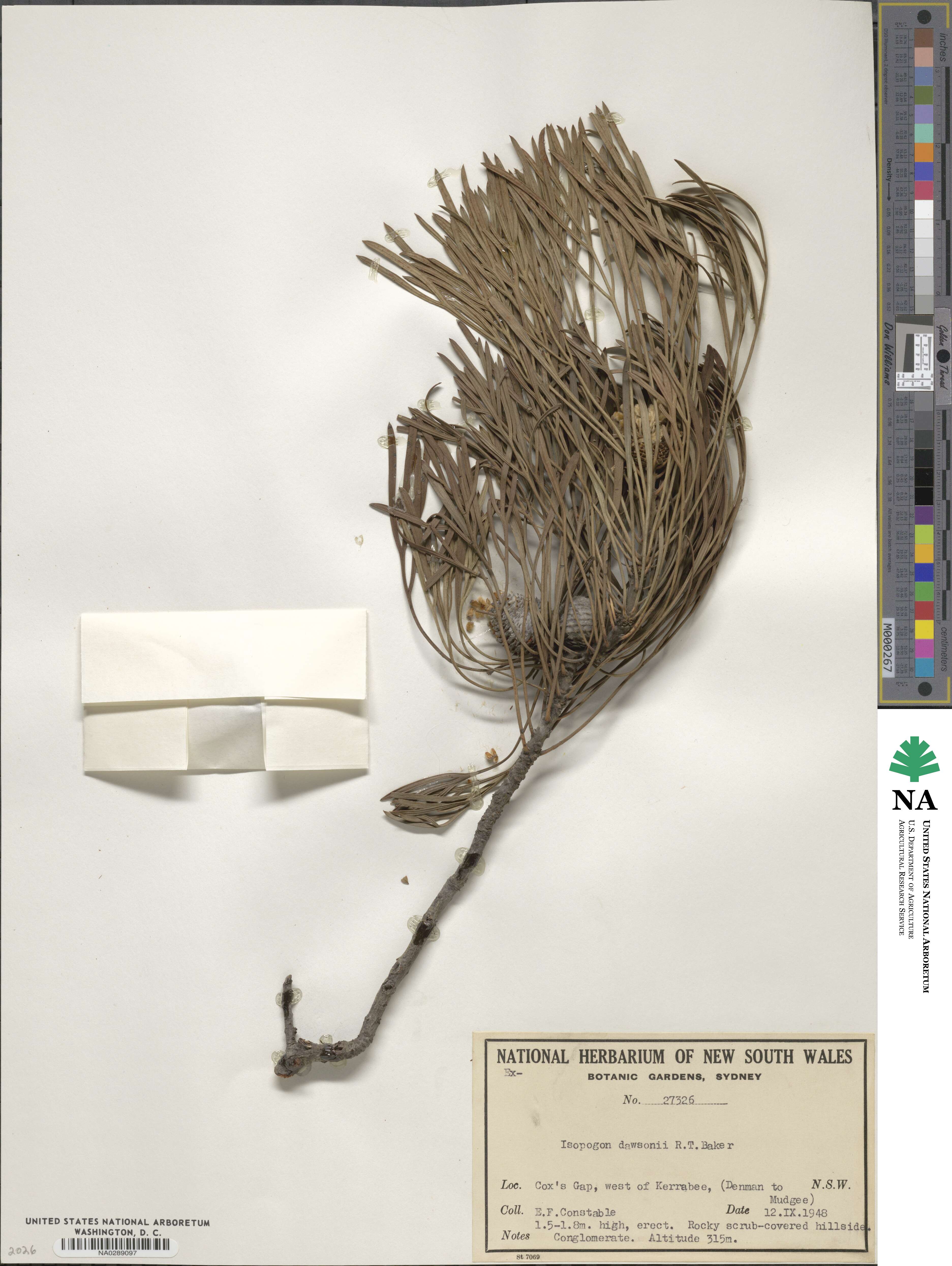 Isopogon dawsonii image