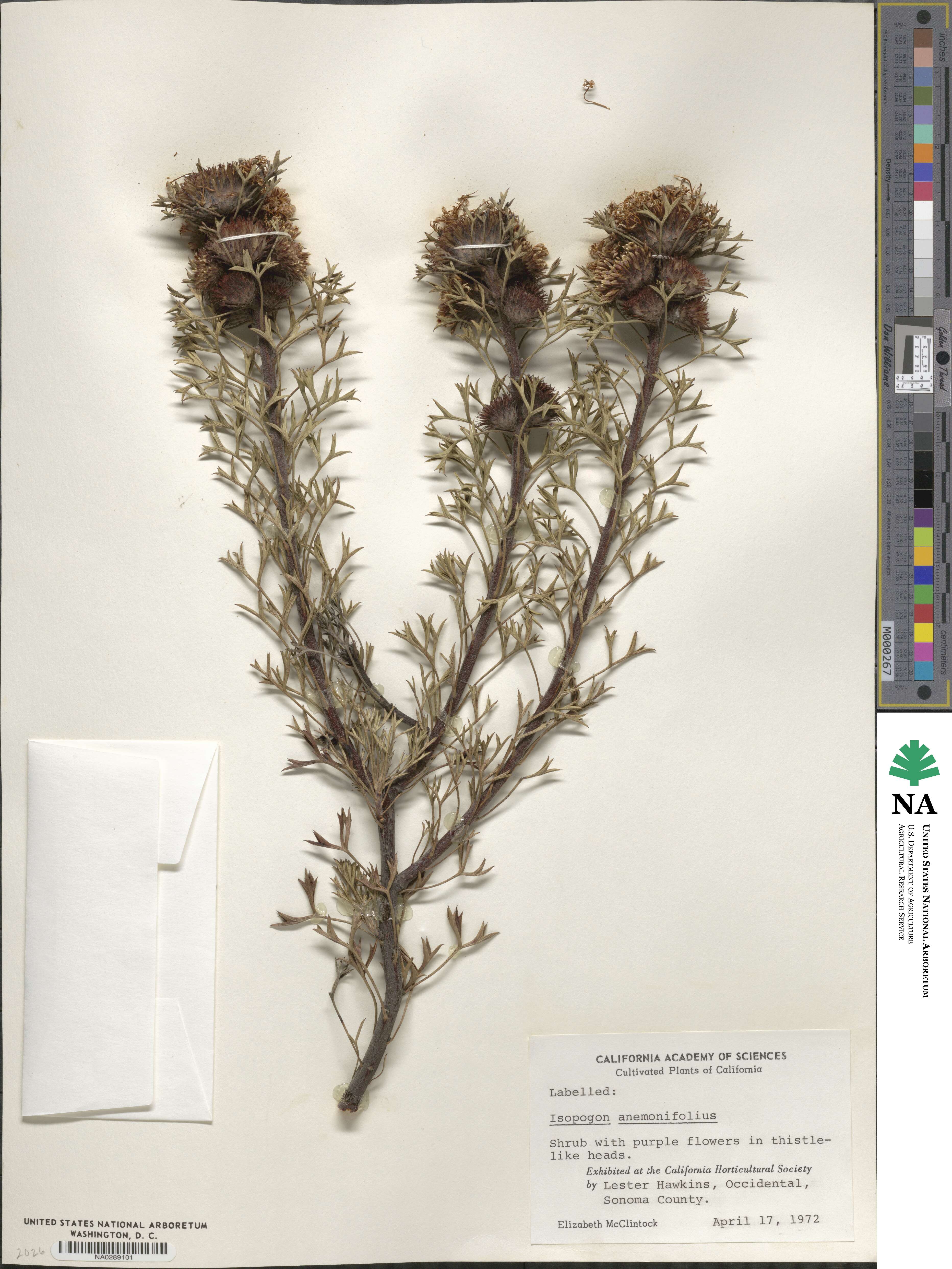 Isopogon anemonifolius image