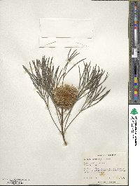 Isopogon dawsonii image