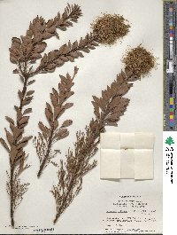 Image of Paranomus reflexus