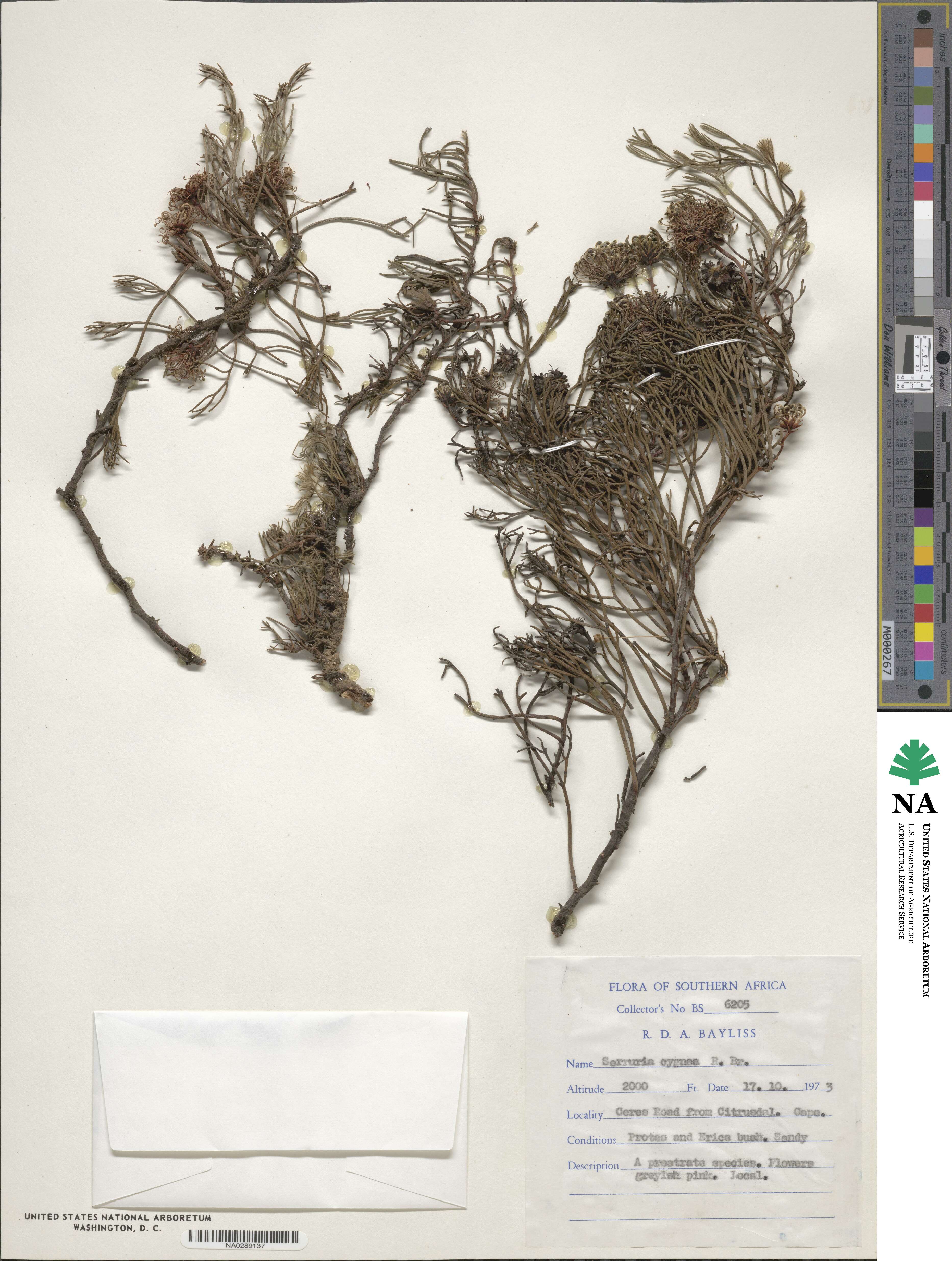 Serruria cygnea image