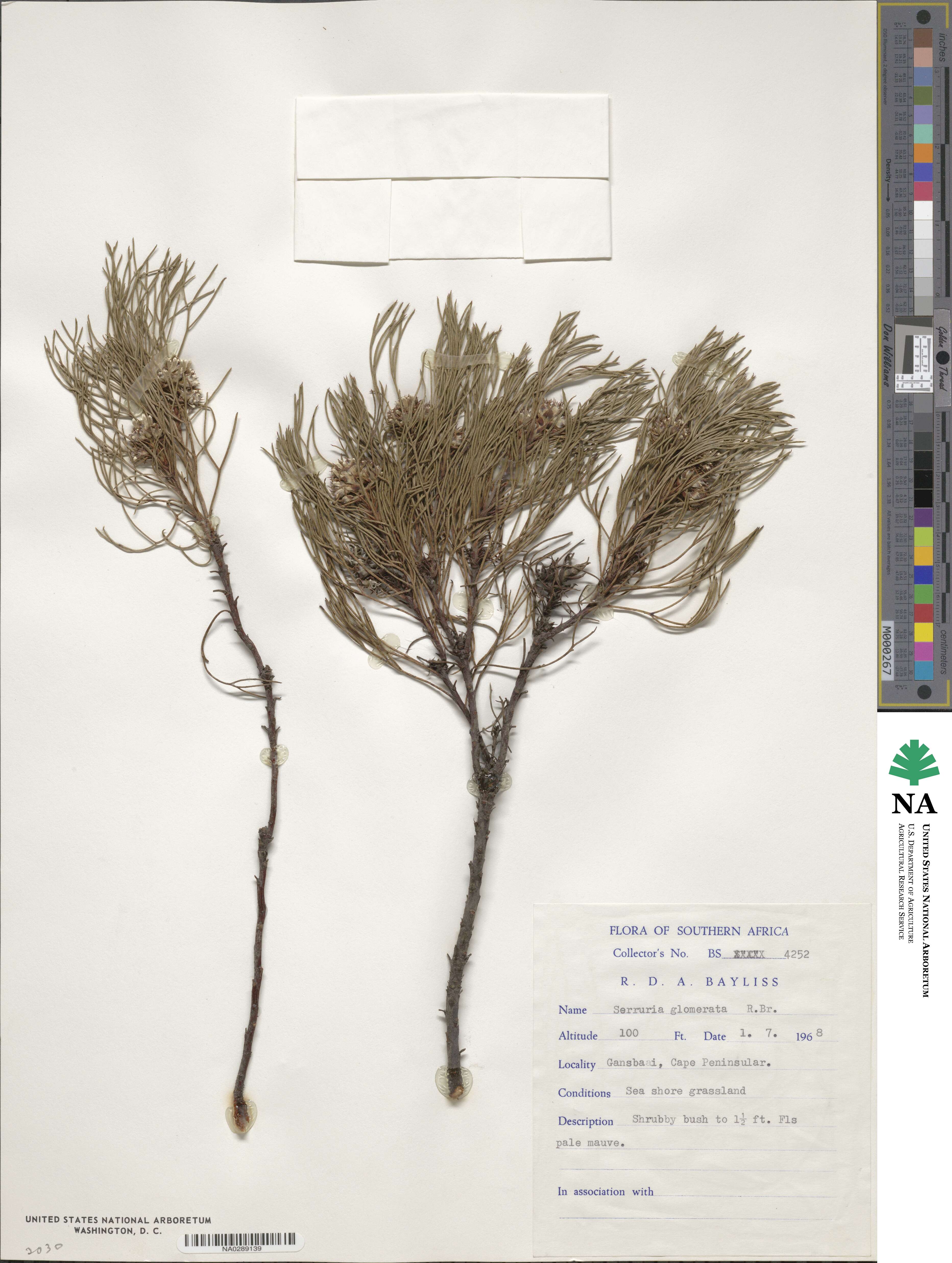 Serruria glomerata image