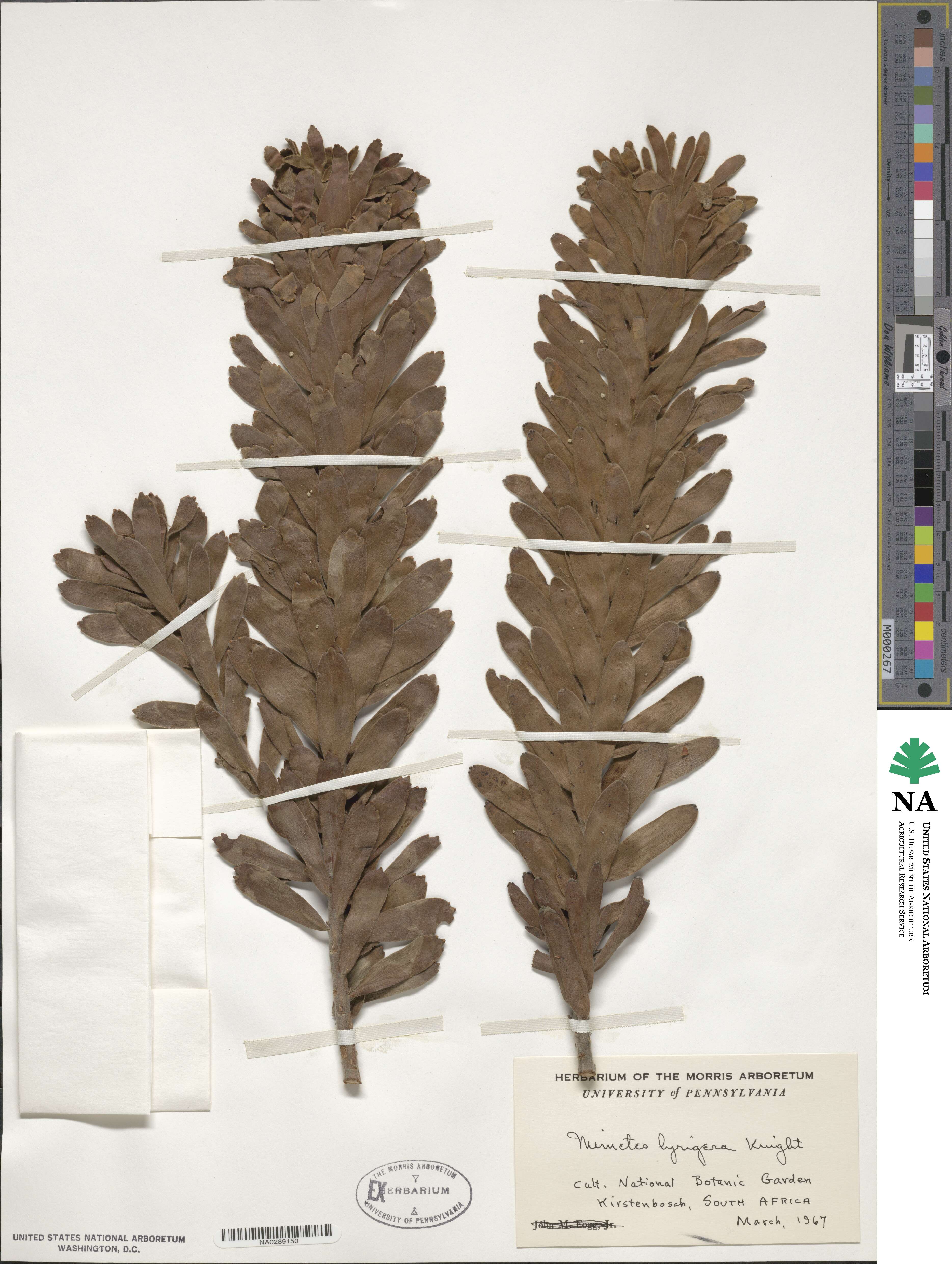 Mimetes cucullatus image
