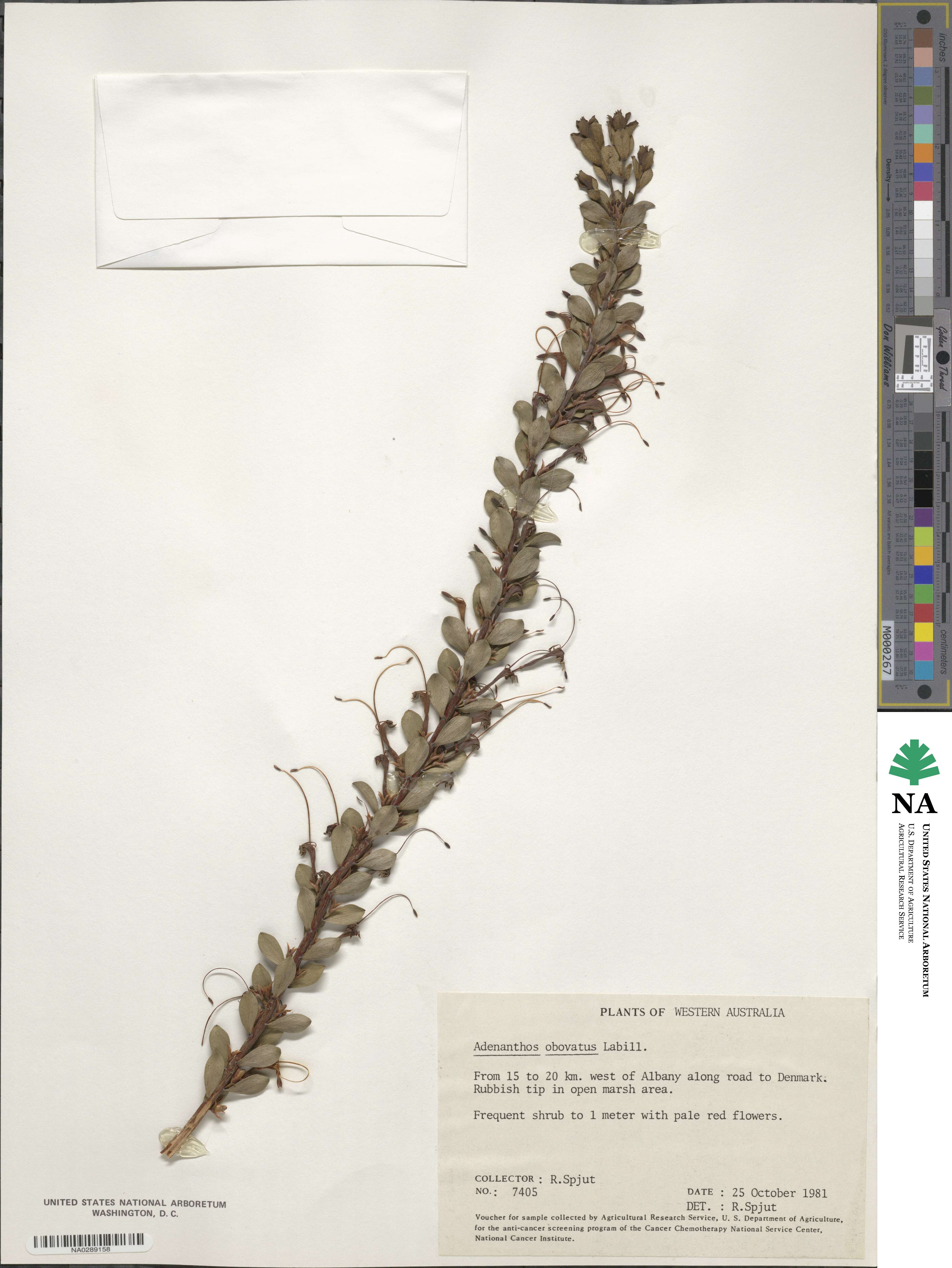 Adenanthos obovata image