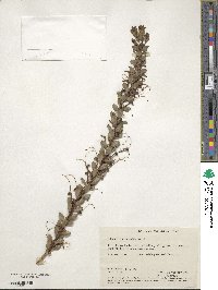 Adenanthos obovata image