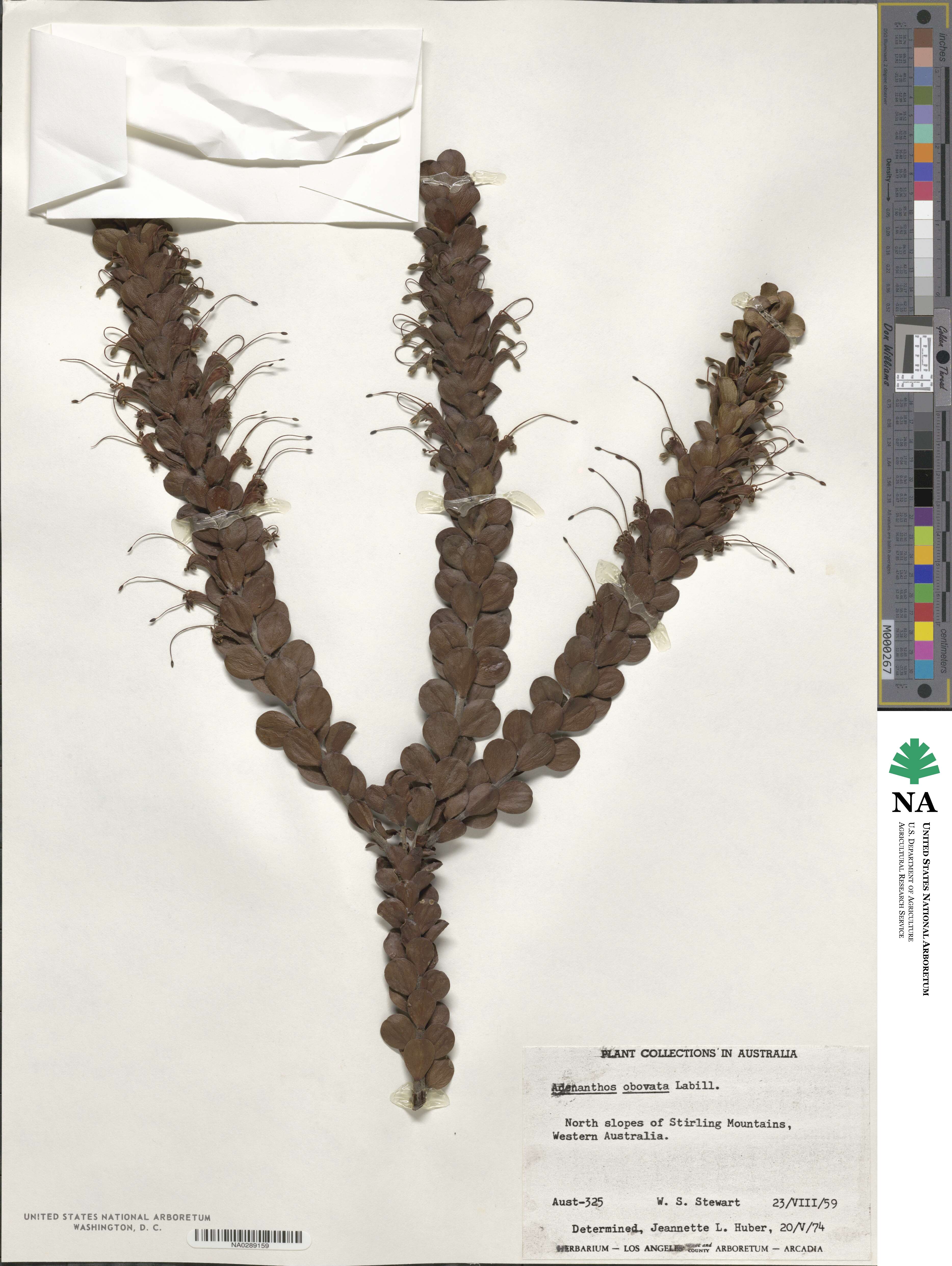 Adenanthos obovata image