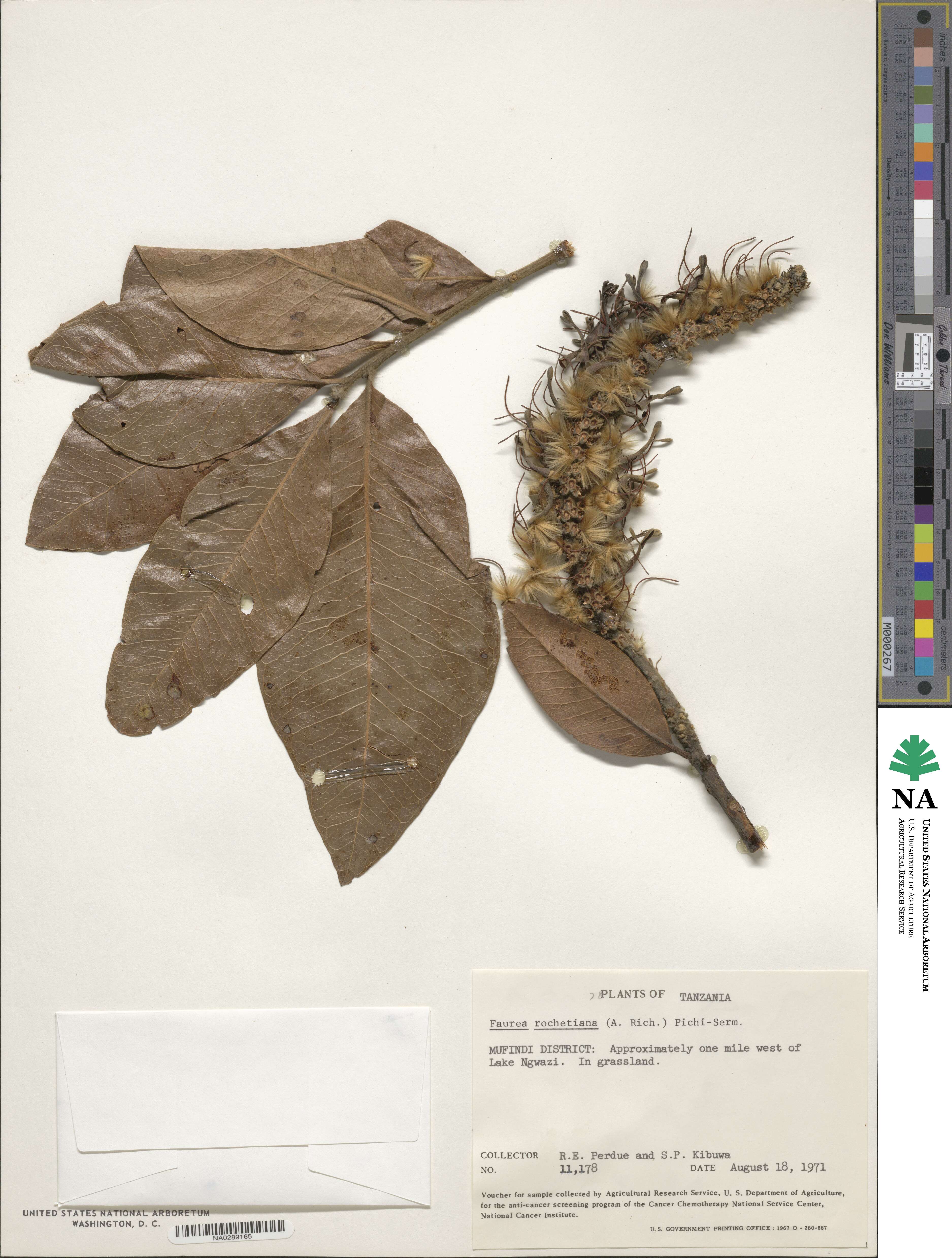 Faurea rochetiana image