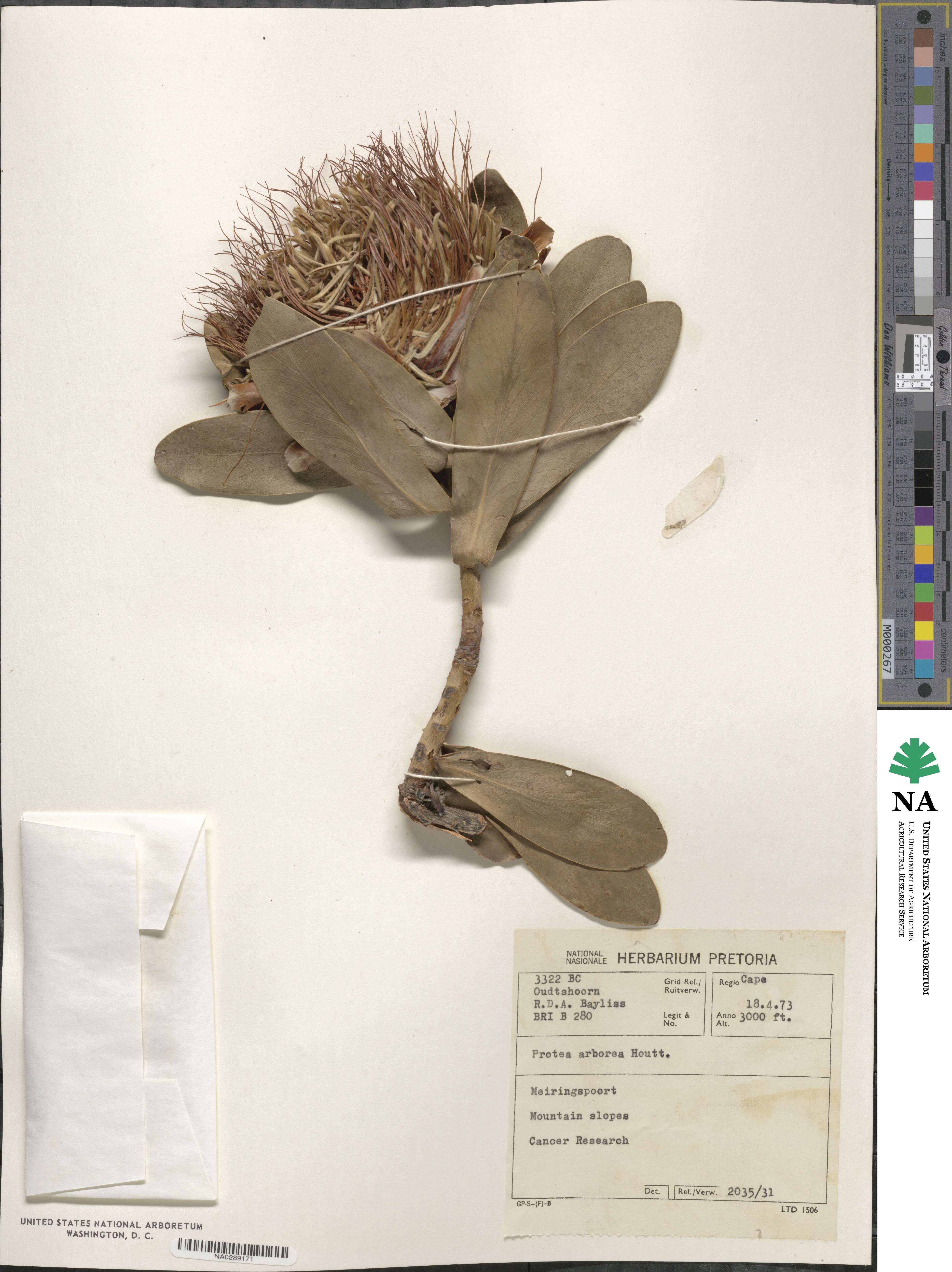Protea nitida image