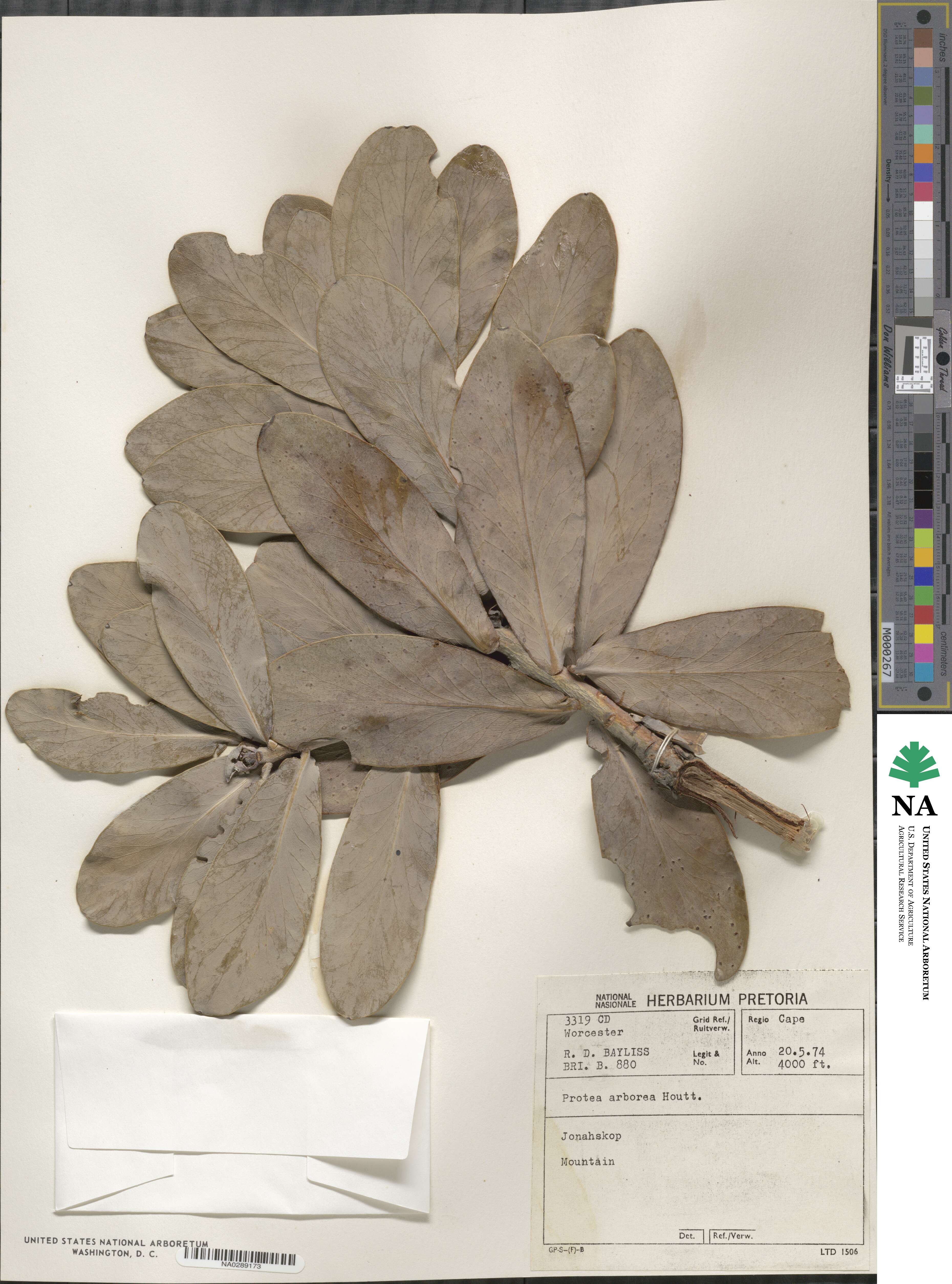 Protea nitida image