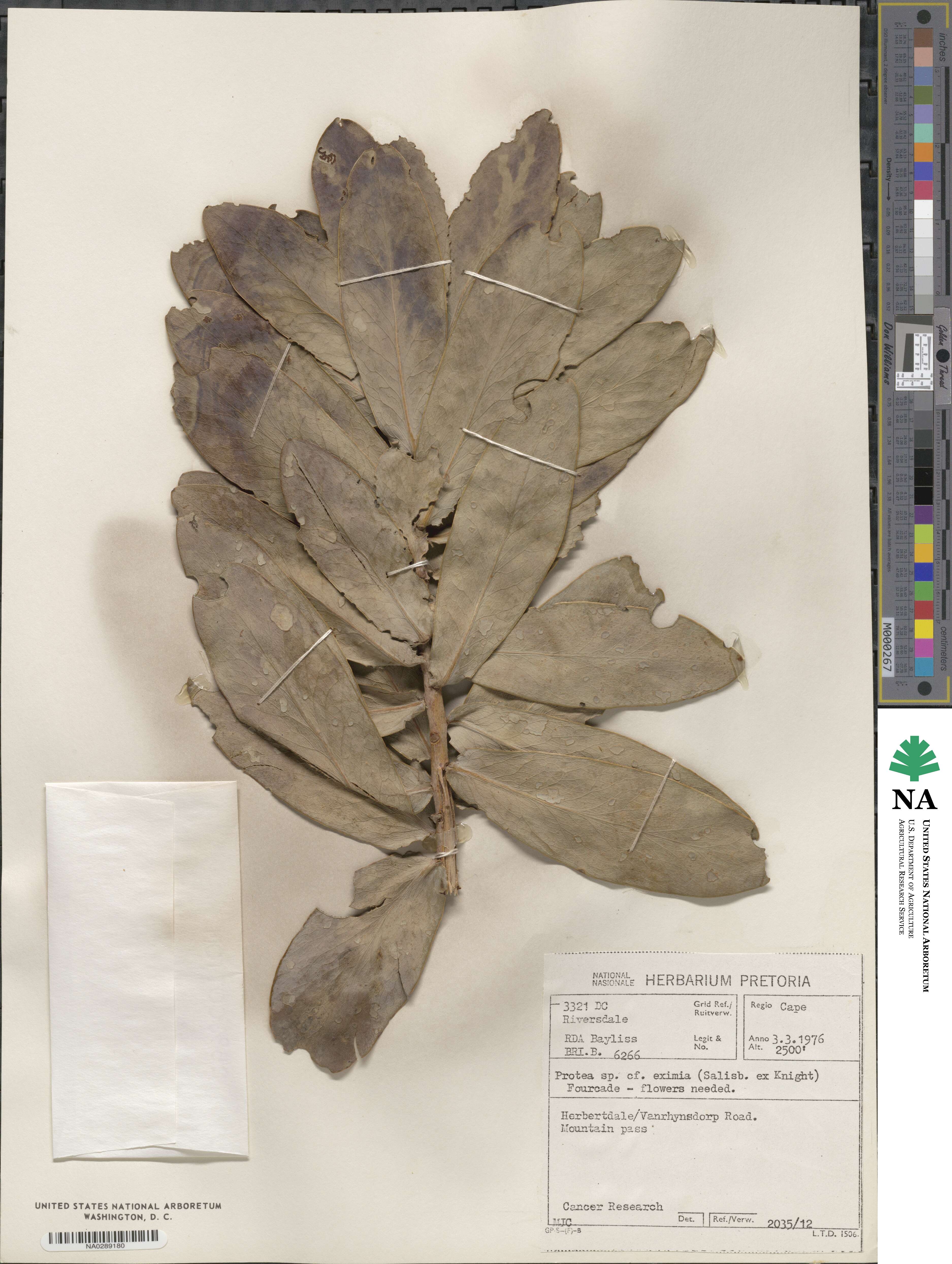 Protea eximia image