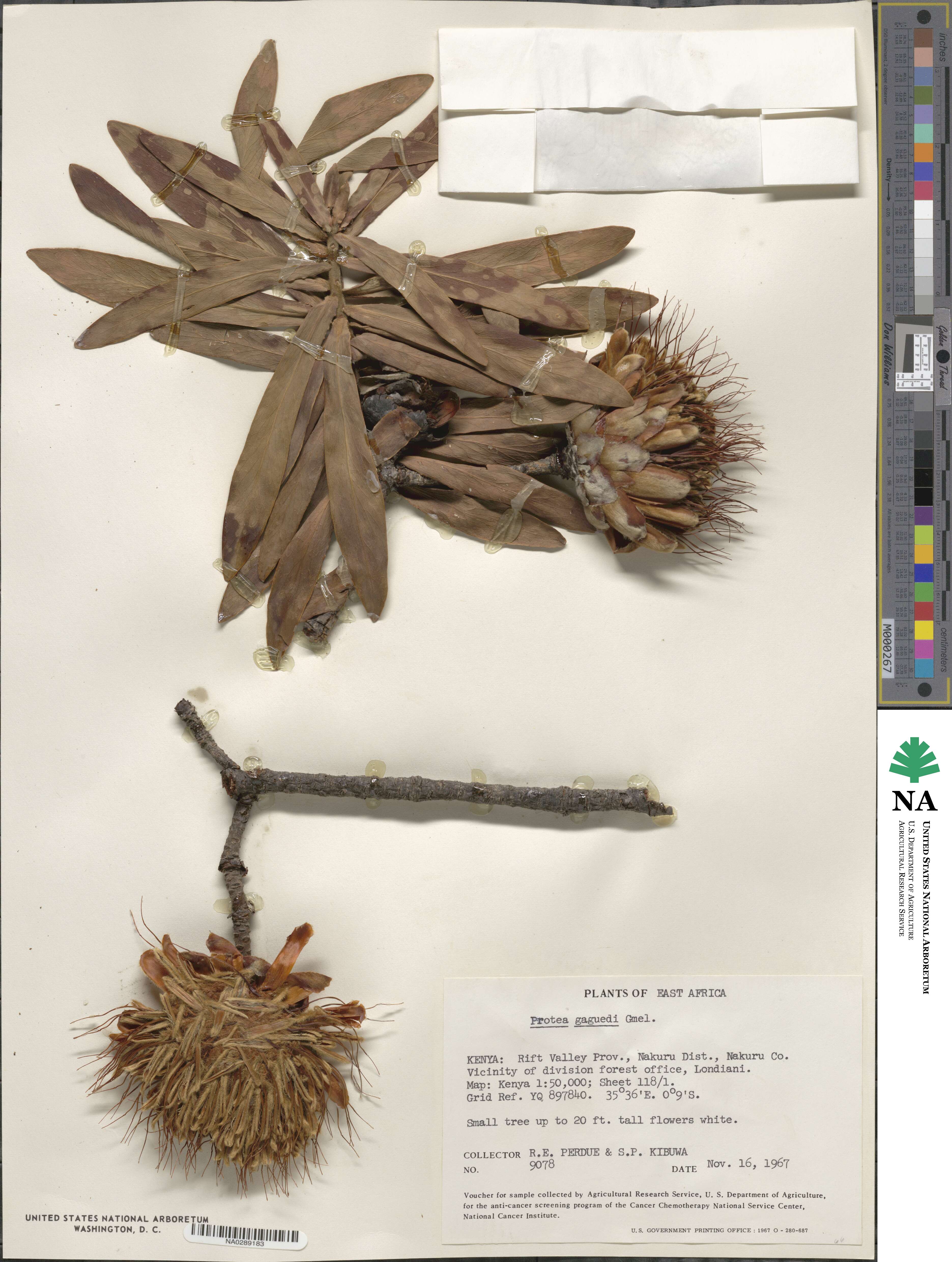 Protea gaguedi image