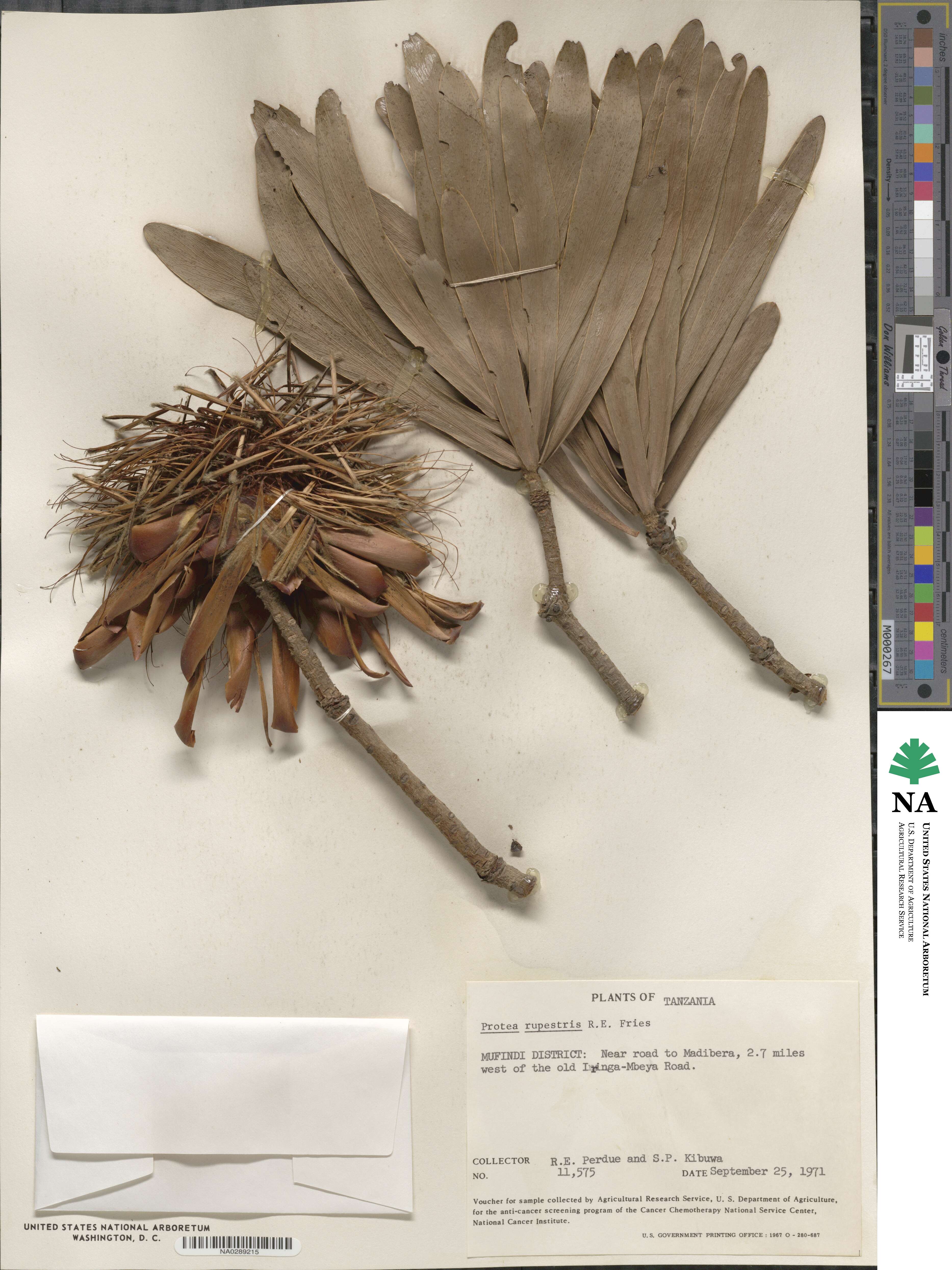 Protea rupestris image