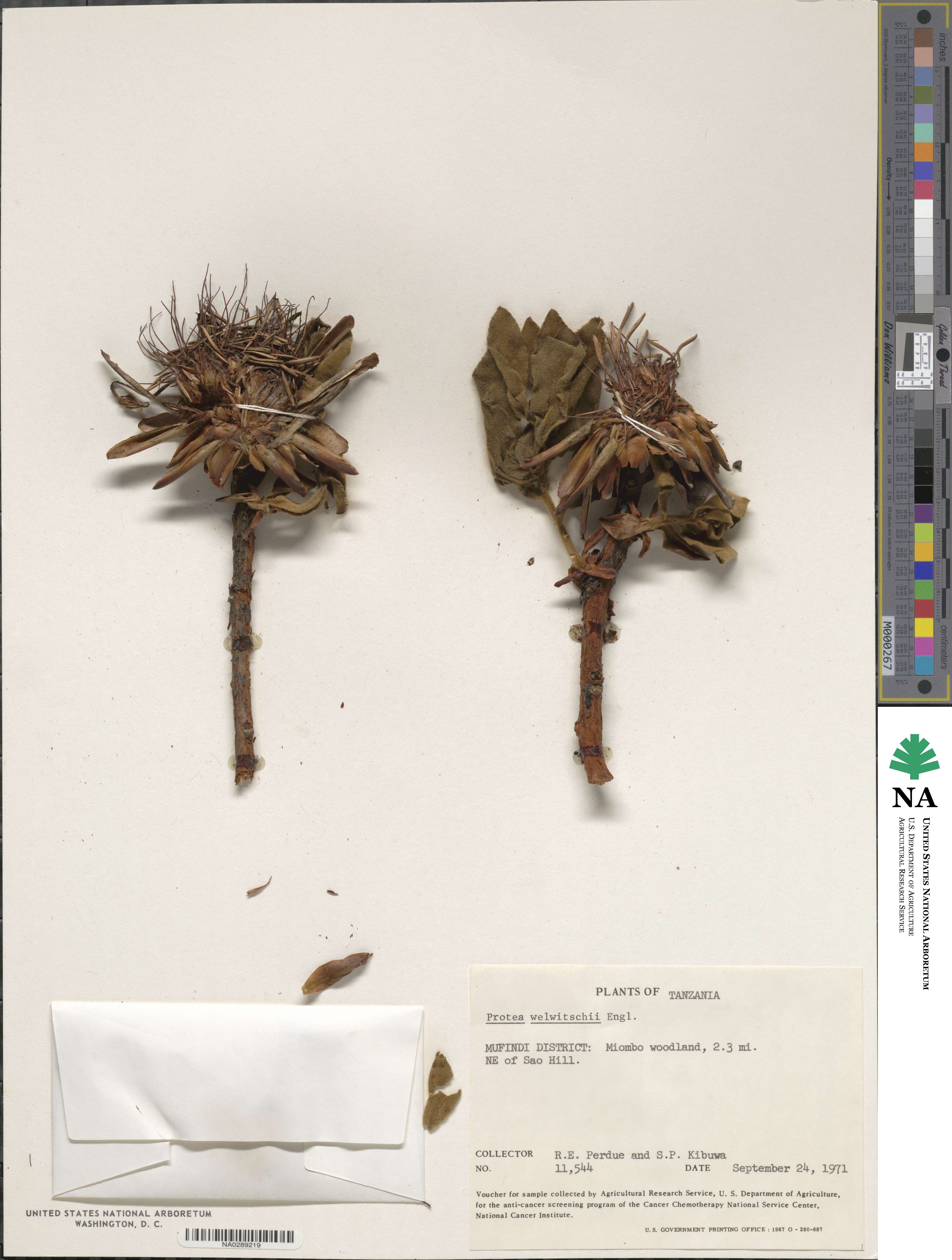 Protea welwitschii image