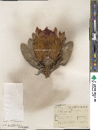 Protea eximia image