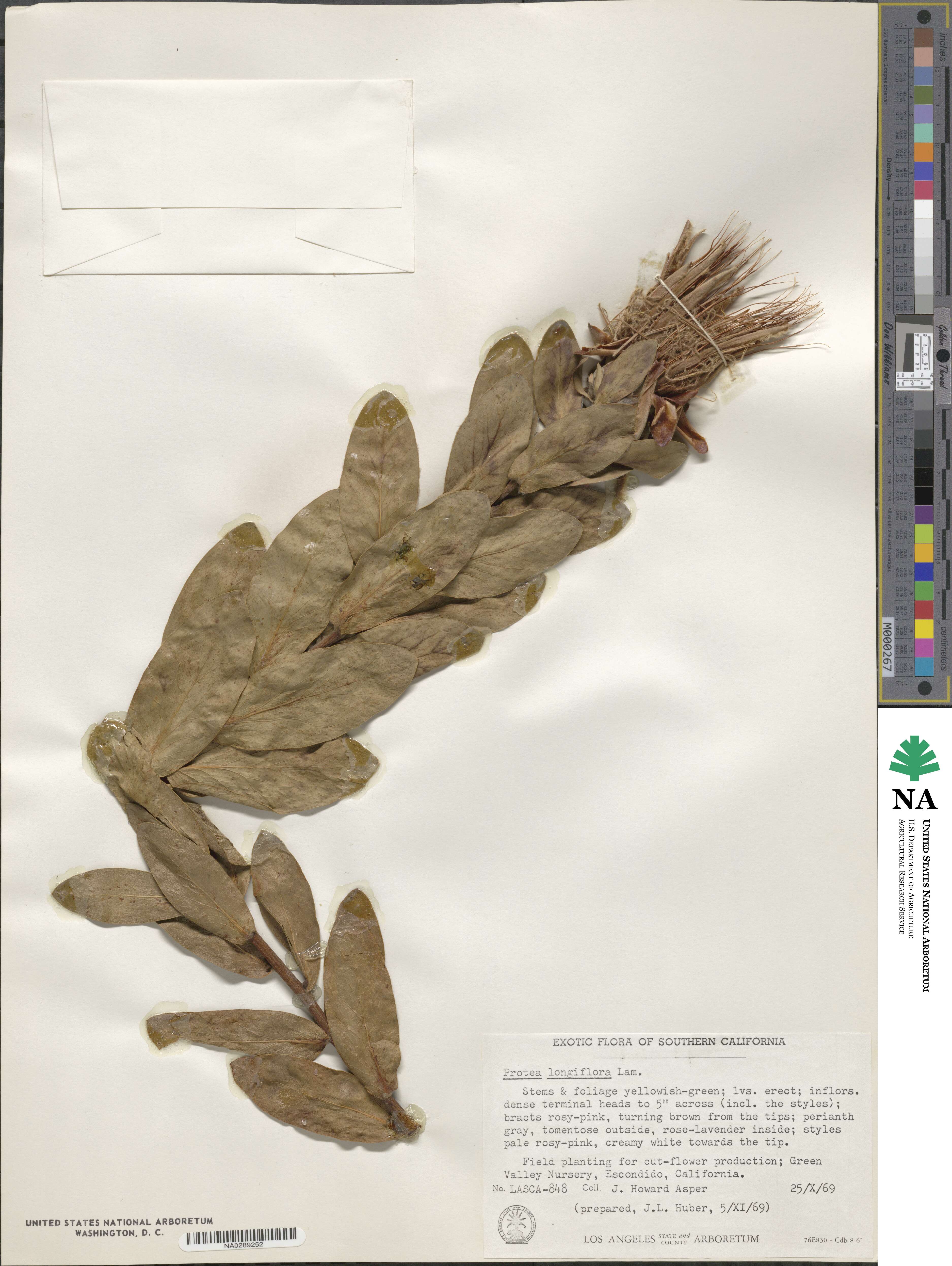 Protea aurea subsp. aurea image