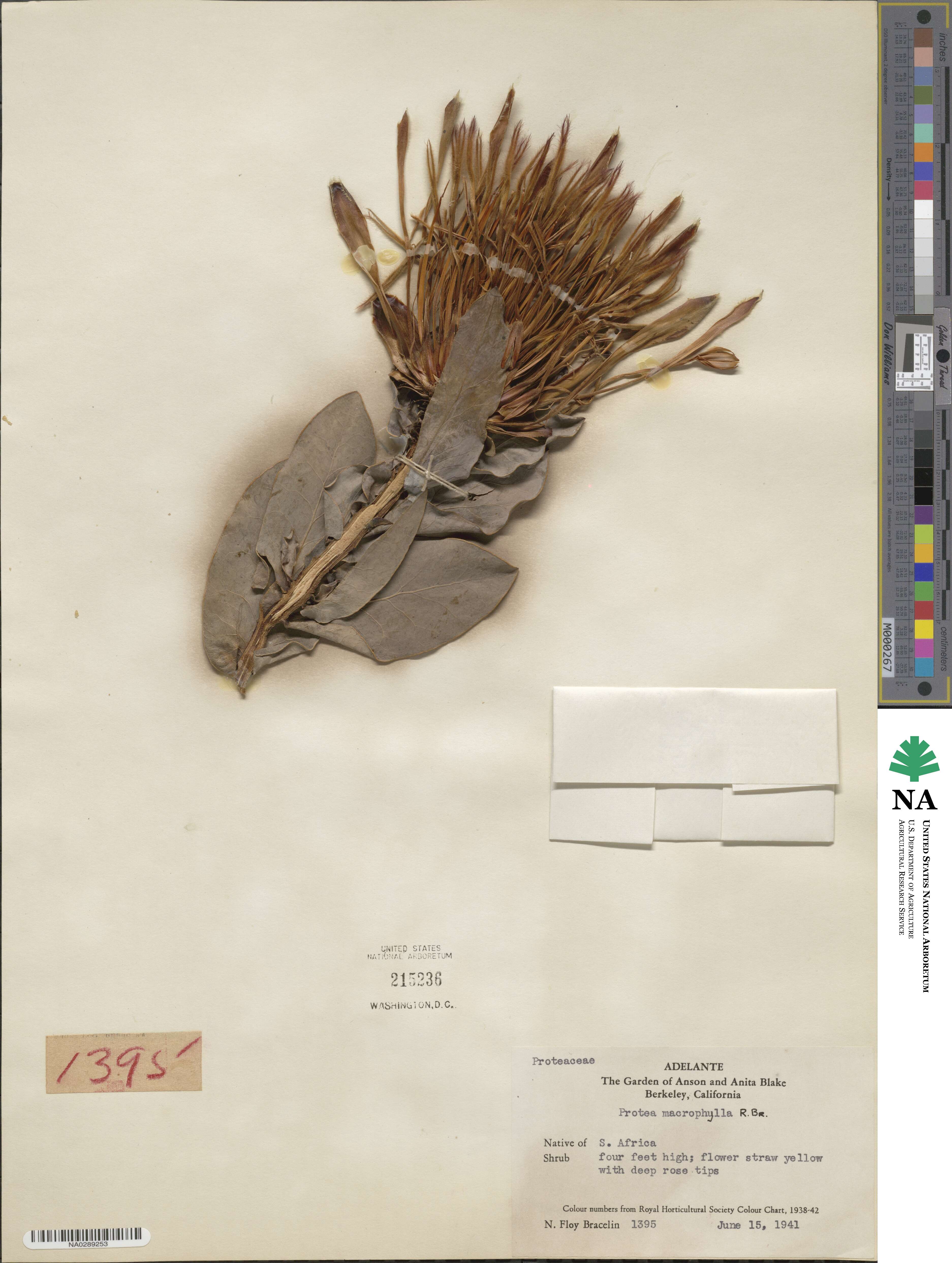 Protea macrophylla image