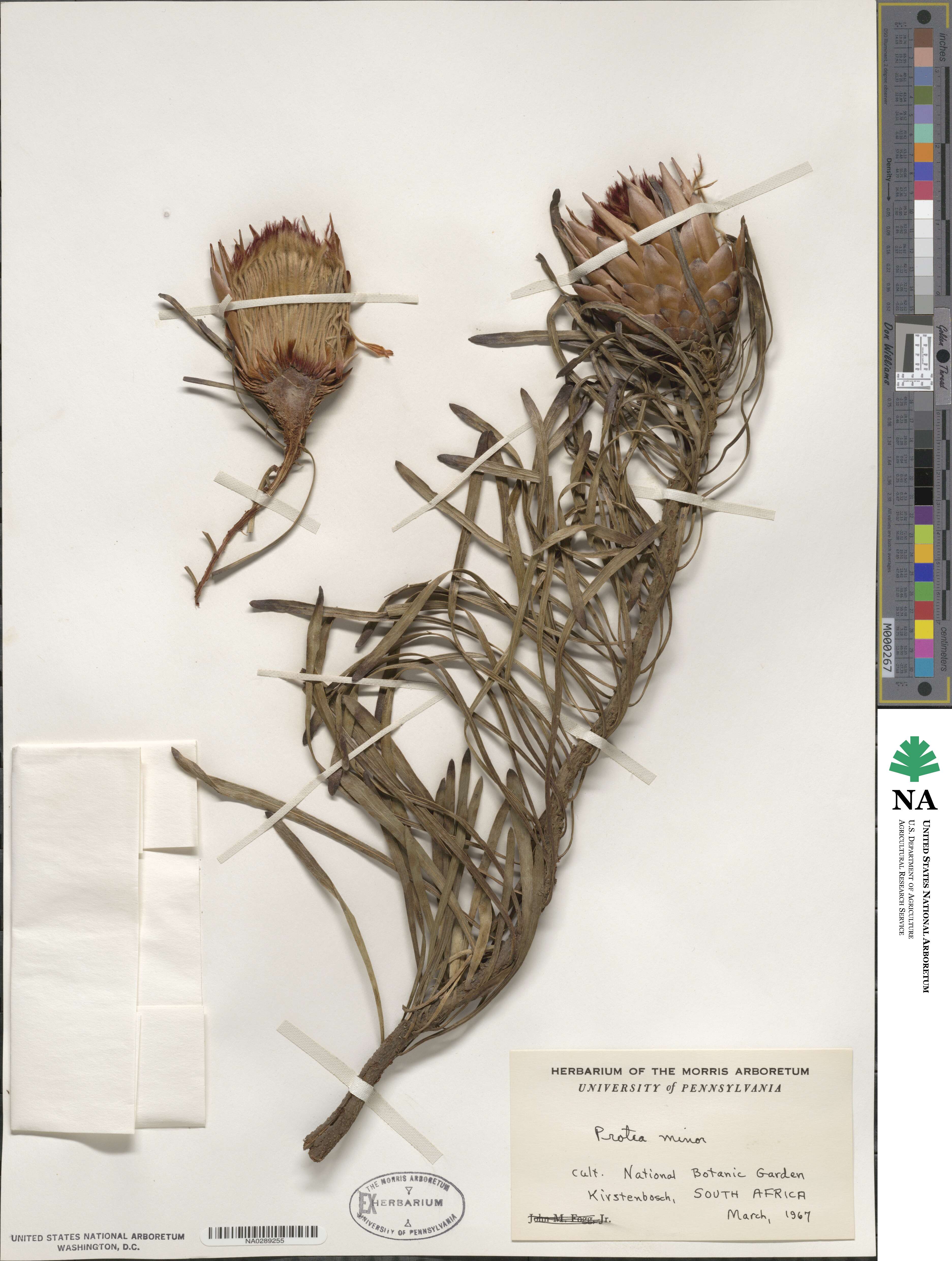 Protea longifolia image